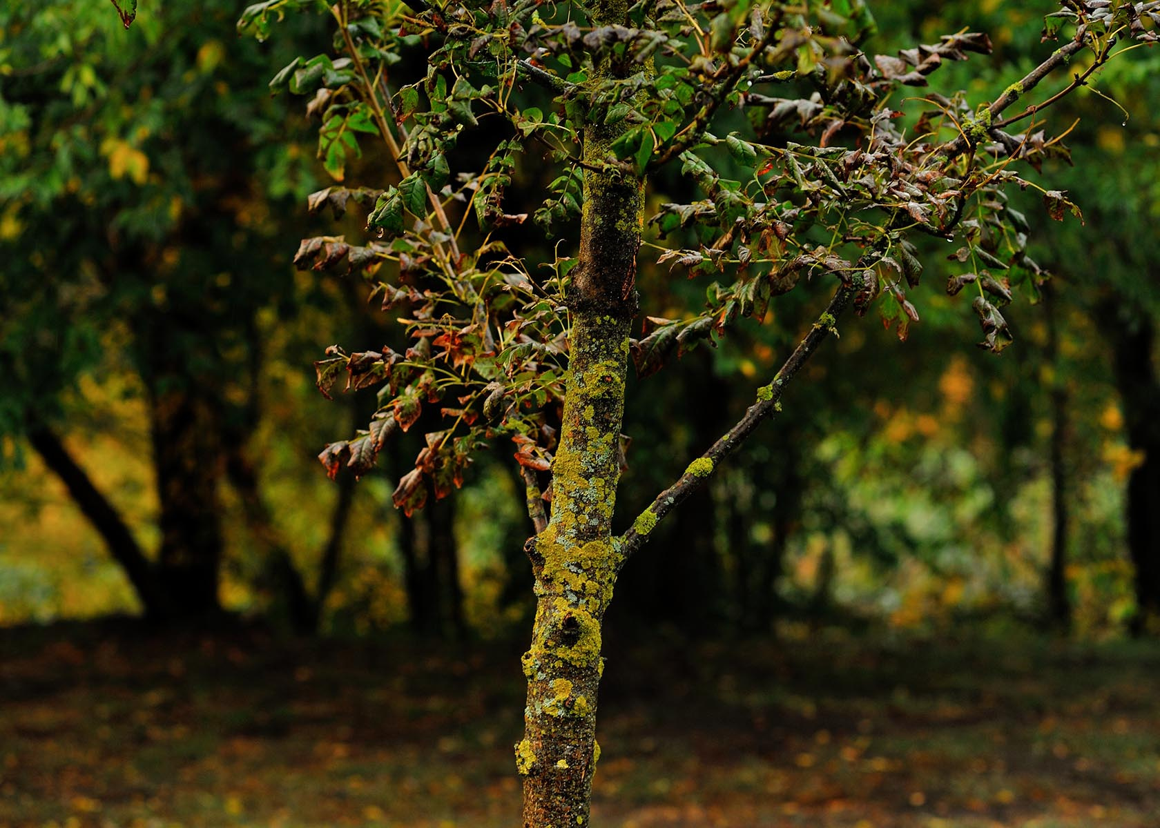 Авторские интерьерные фотокартины