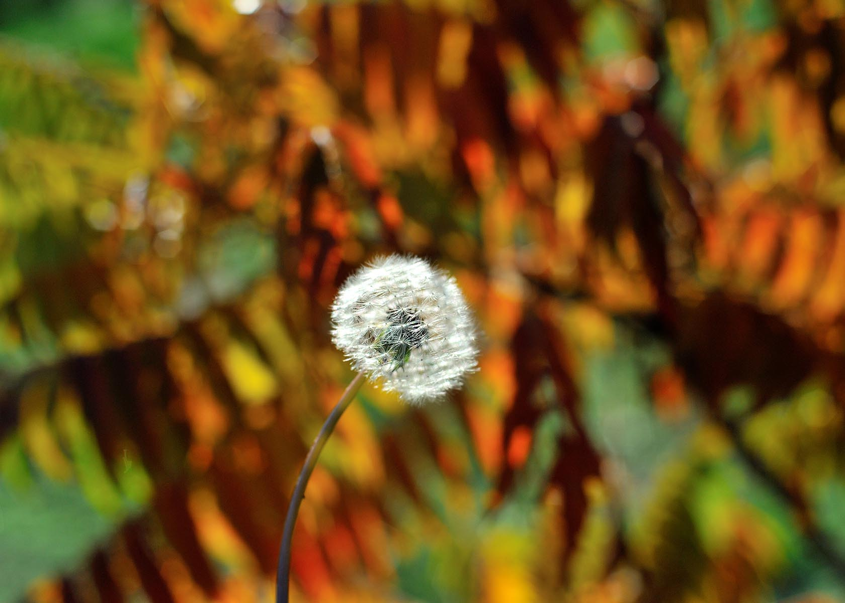 Авторские интерьерные фотокартины