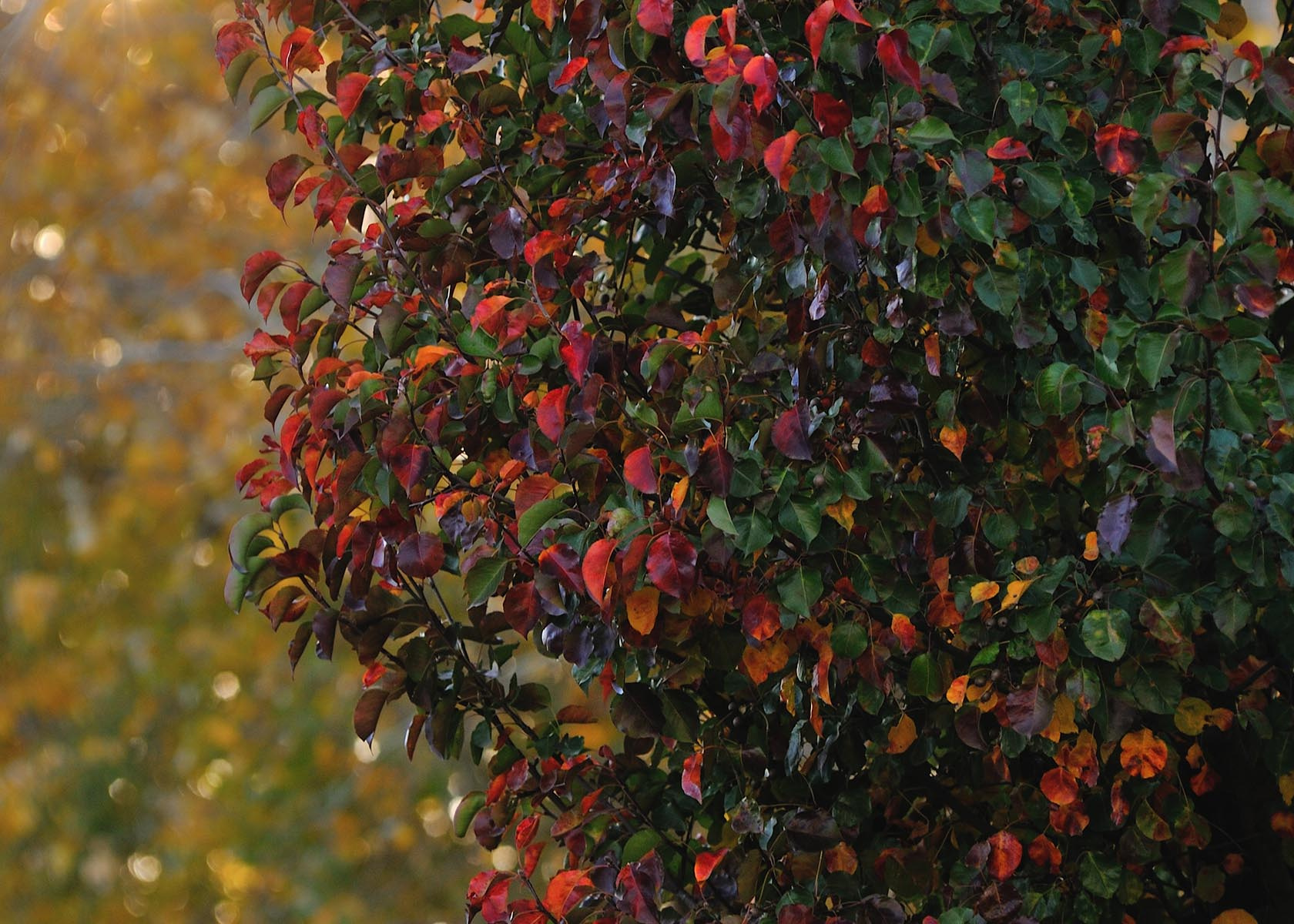 Авторские интерьерные фотокартины