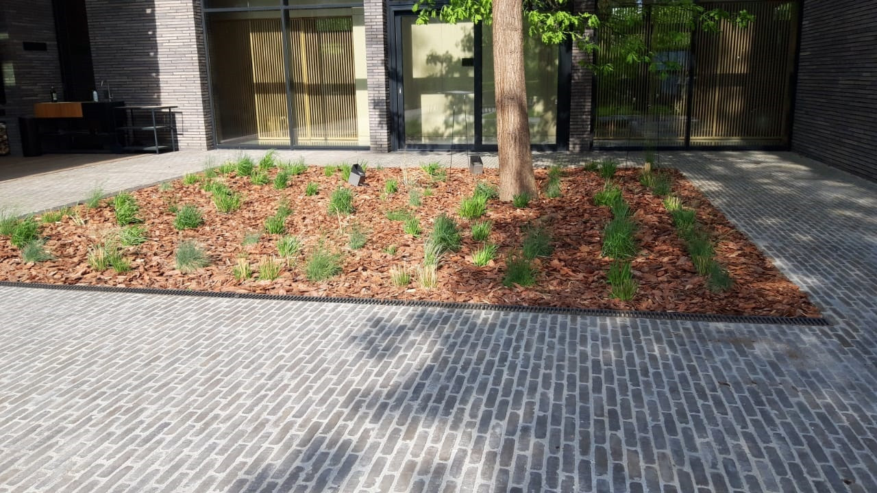 Modern front yard