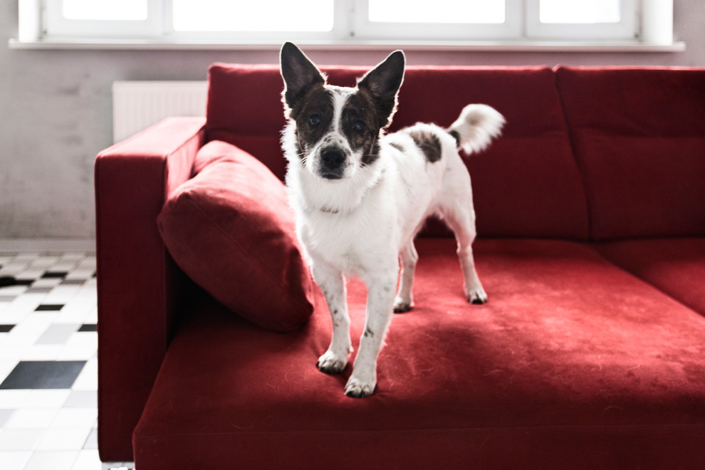 В гостях: Квартира с граффити и двумя добродушными собаками