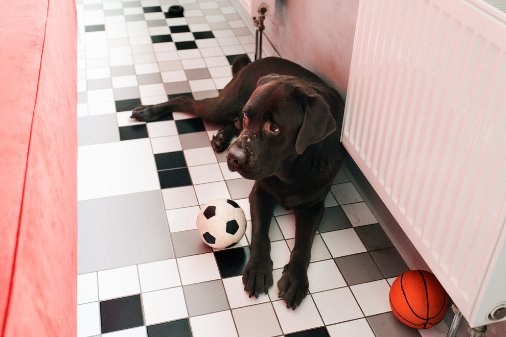 В гостях: Квартира с граффити и двумя добродушными собаками