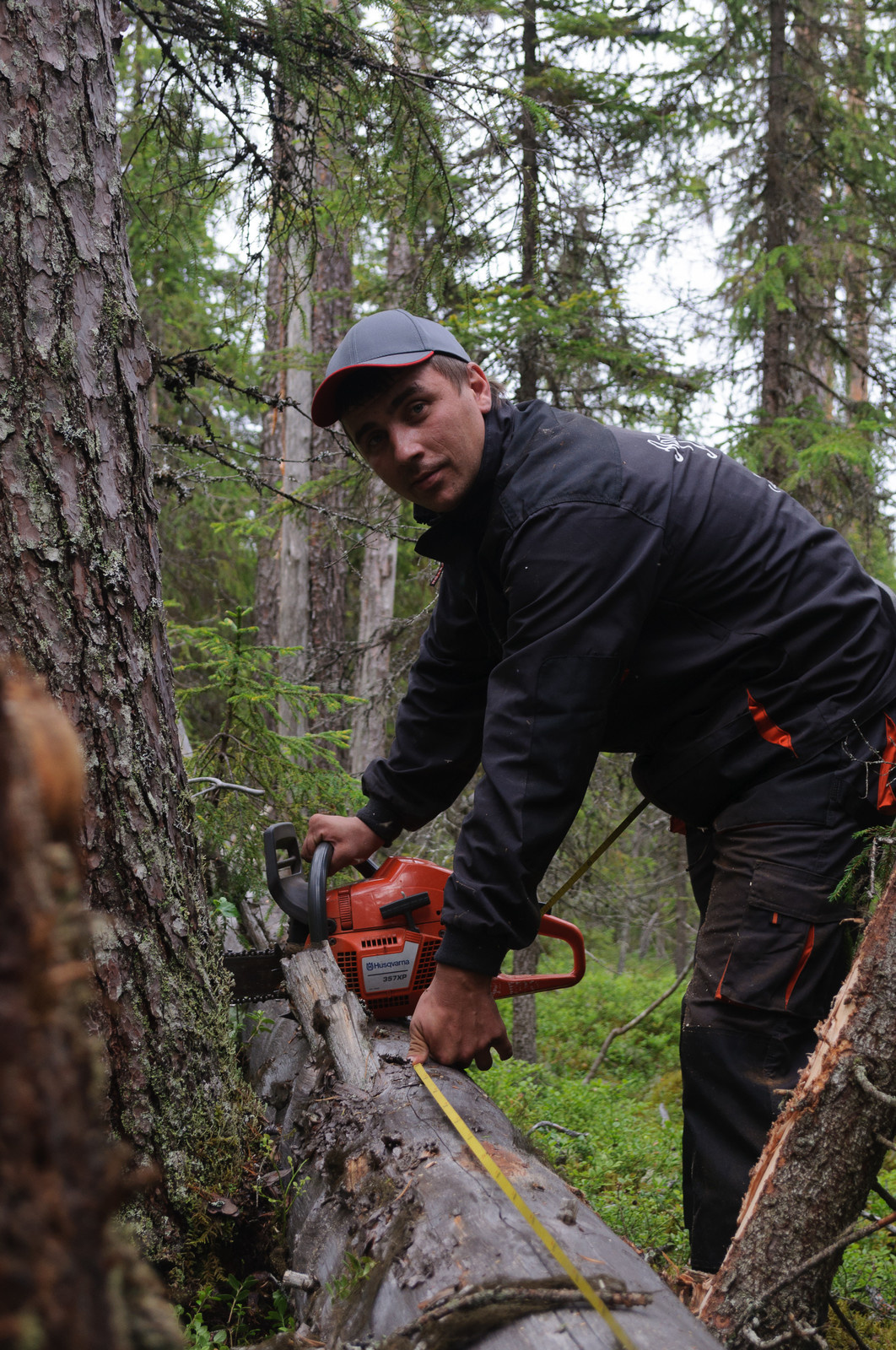 Проект недели: Баня из сухостойной сосны