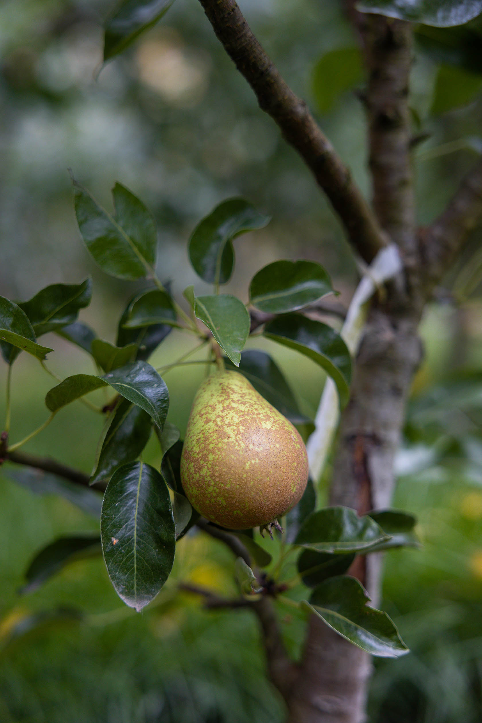 Лесной пейзаж