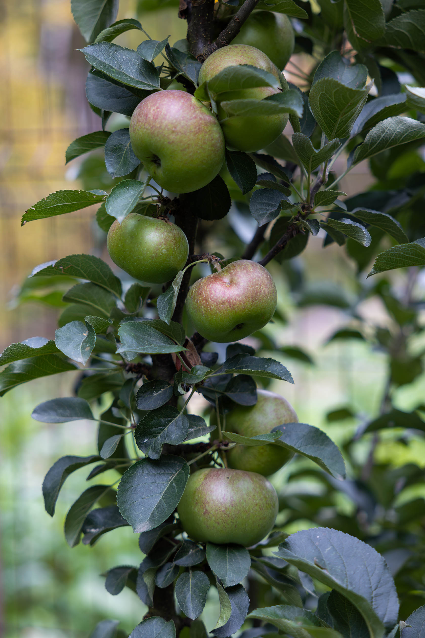 Лесной пейзаж