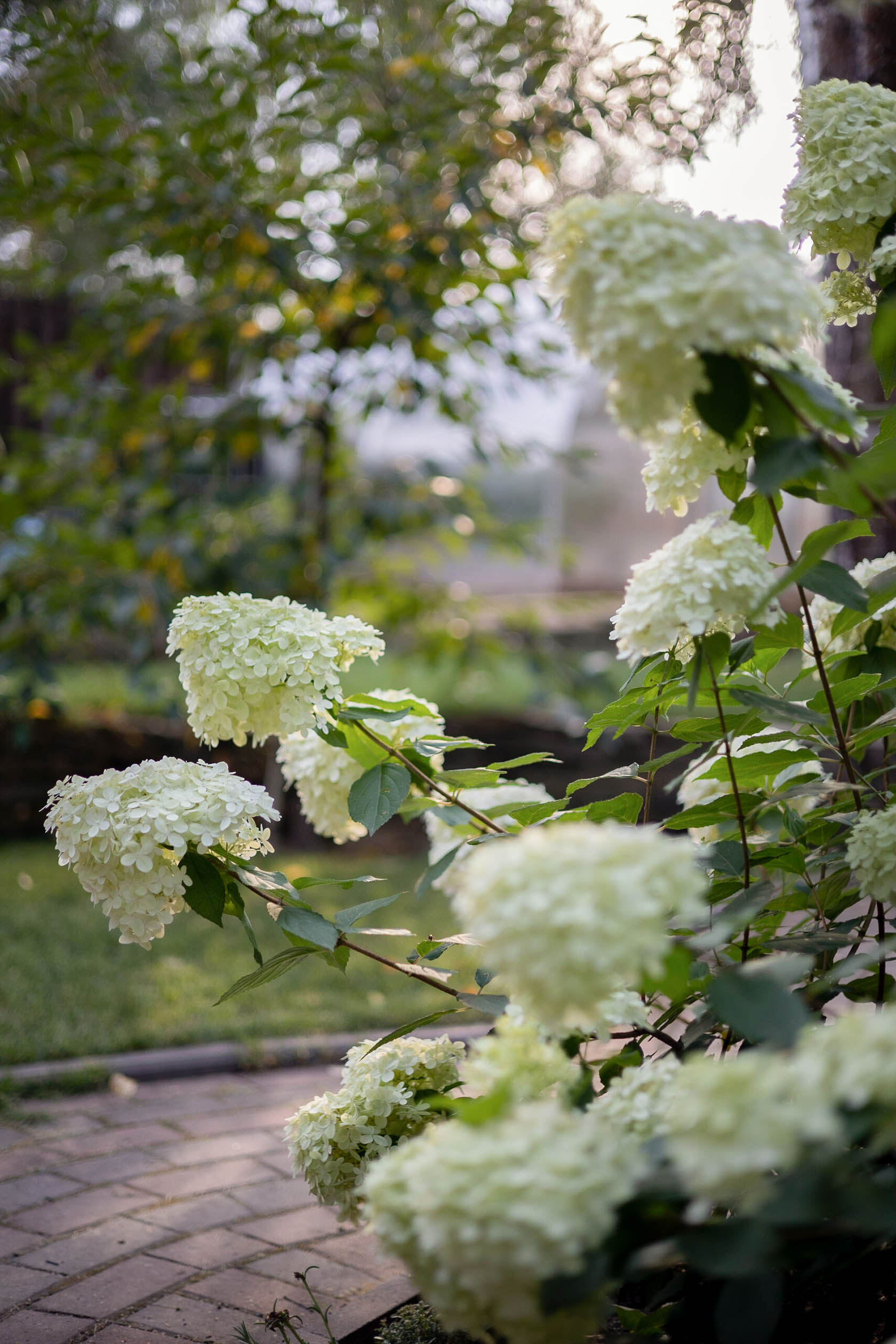 Лесной пейзаж