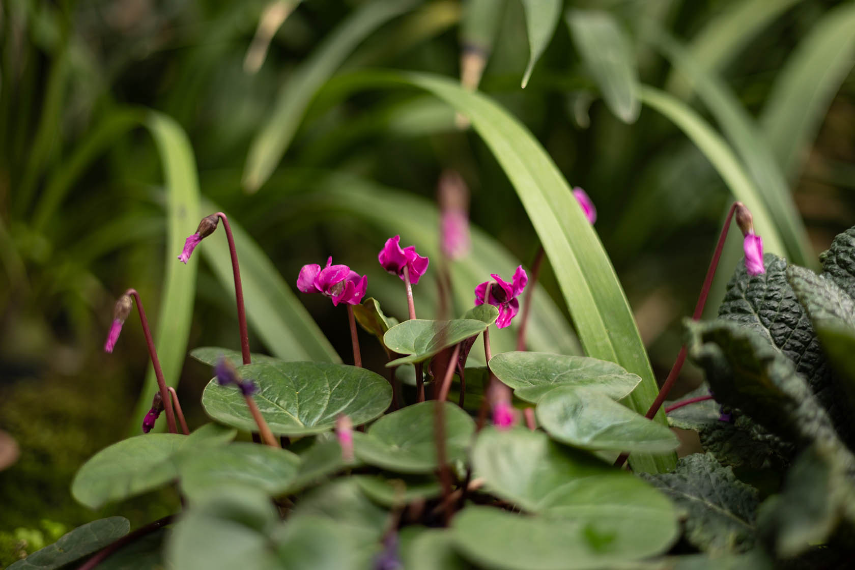 Лесной пейзаж