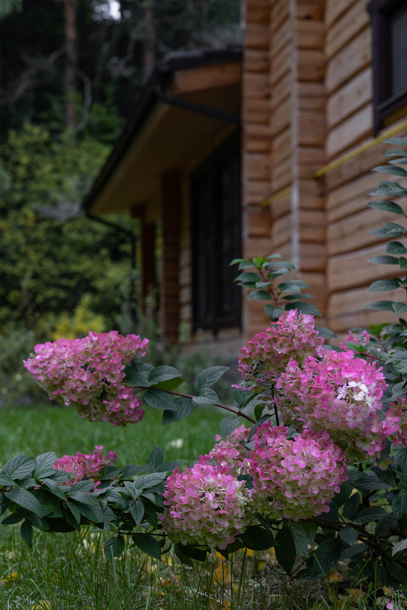 Лесной пейзаж