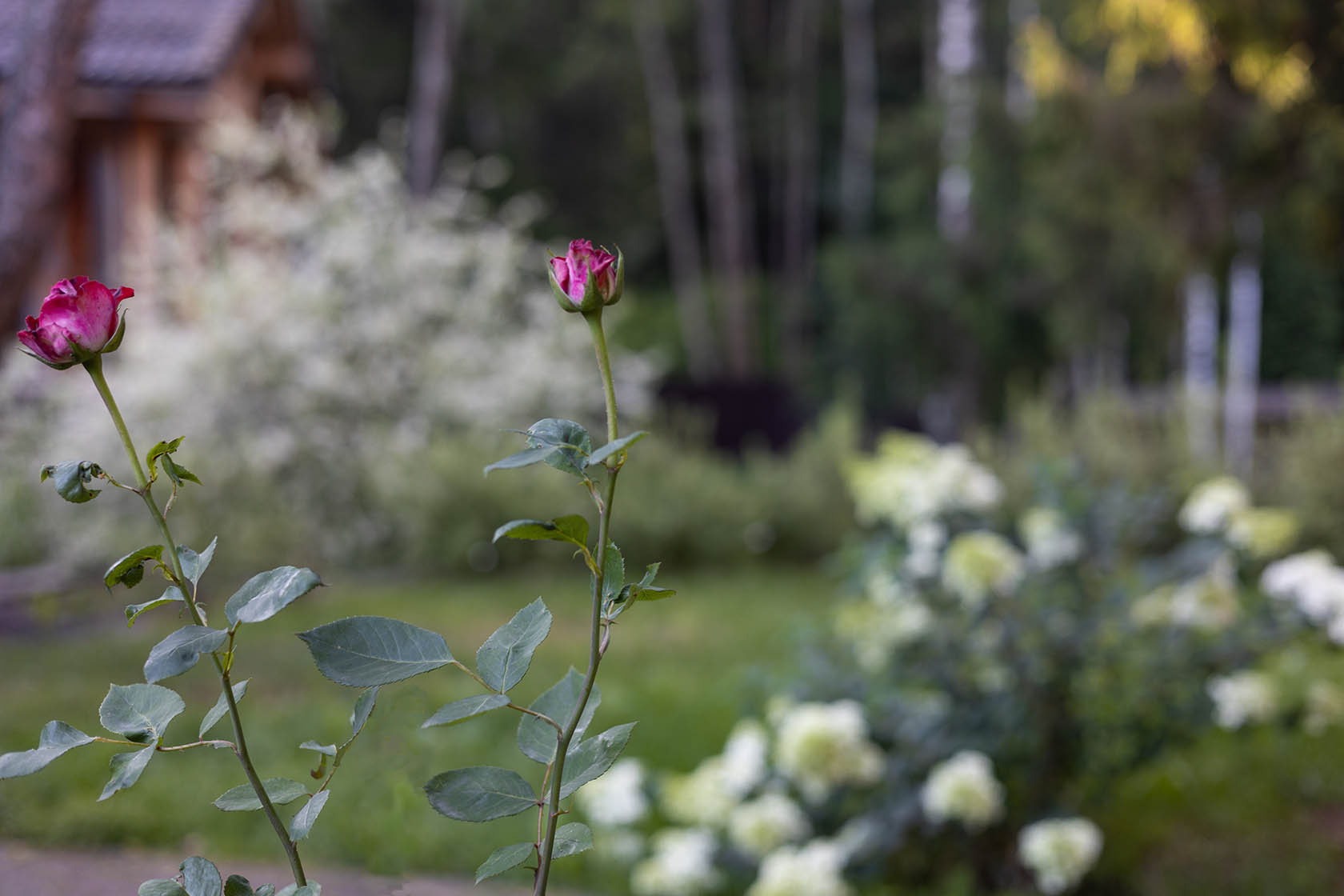 Лесной пейзаж