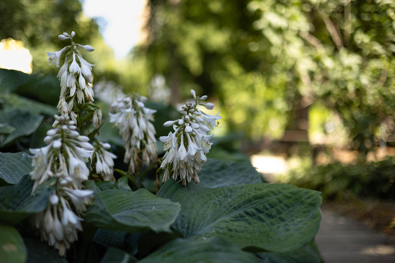 Лесной пейзаж