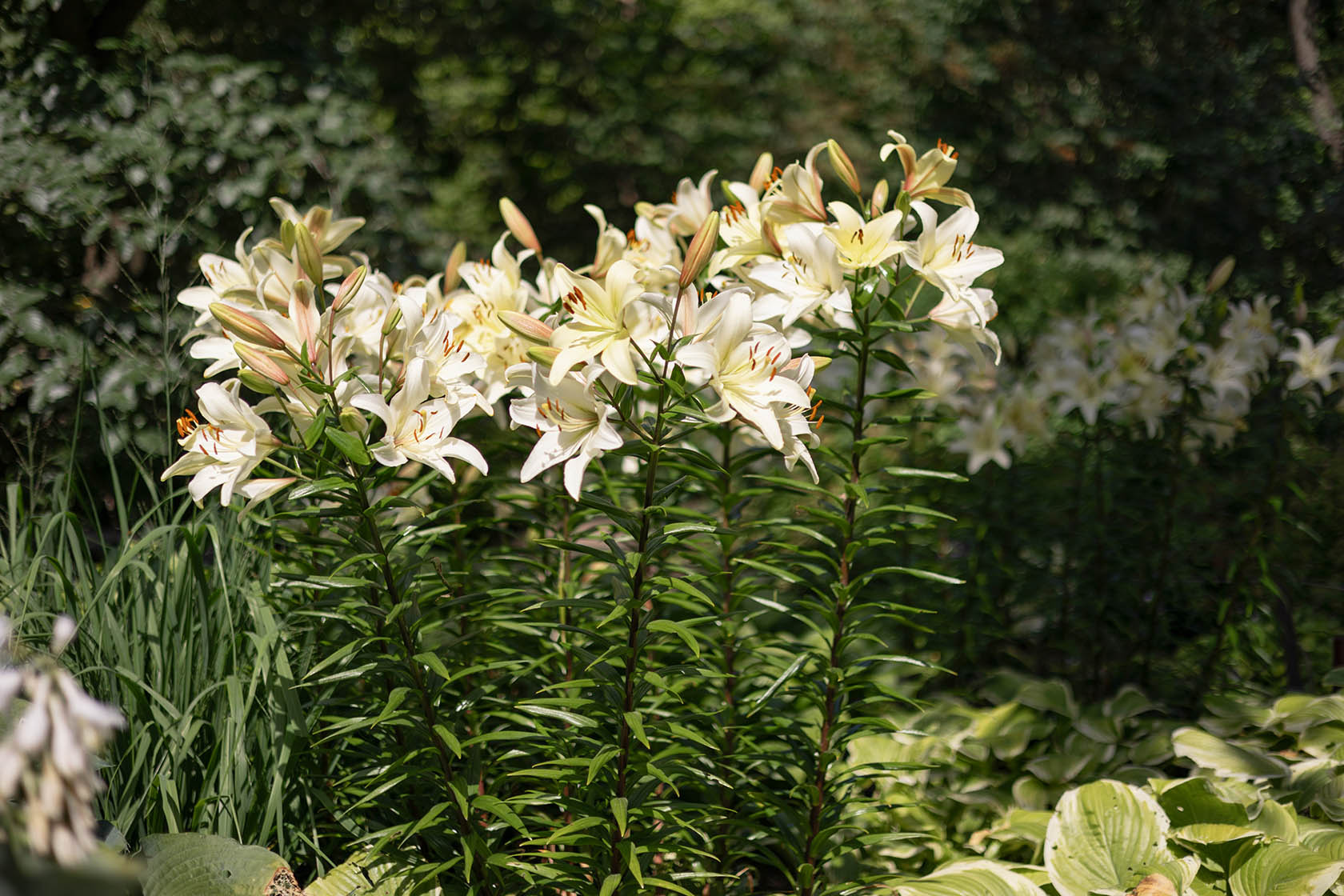 Лесной пейзаж