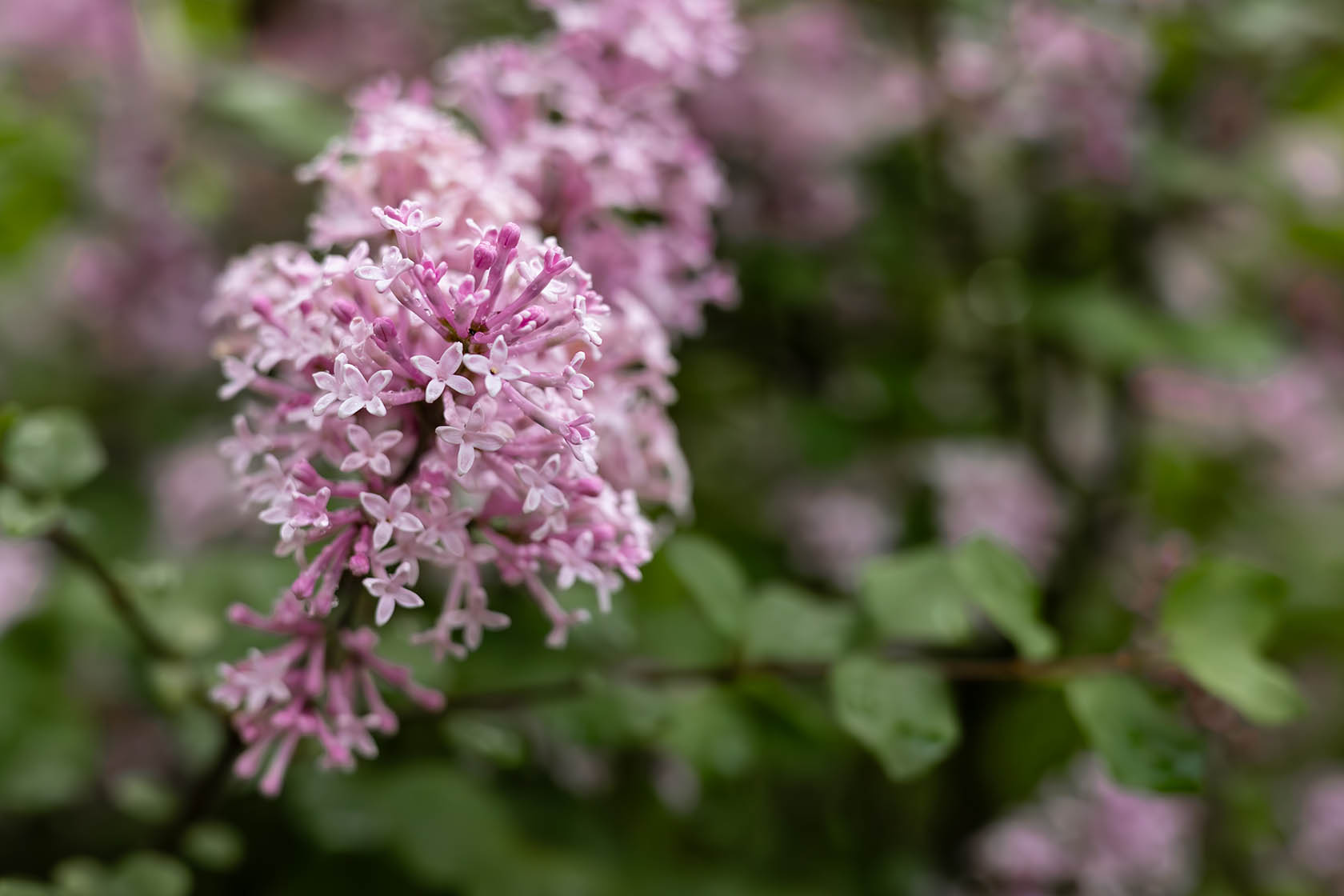 Лесной пейзаж