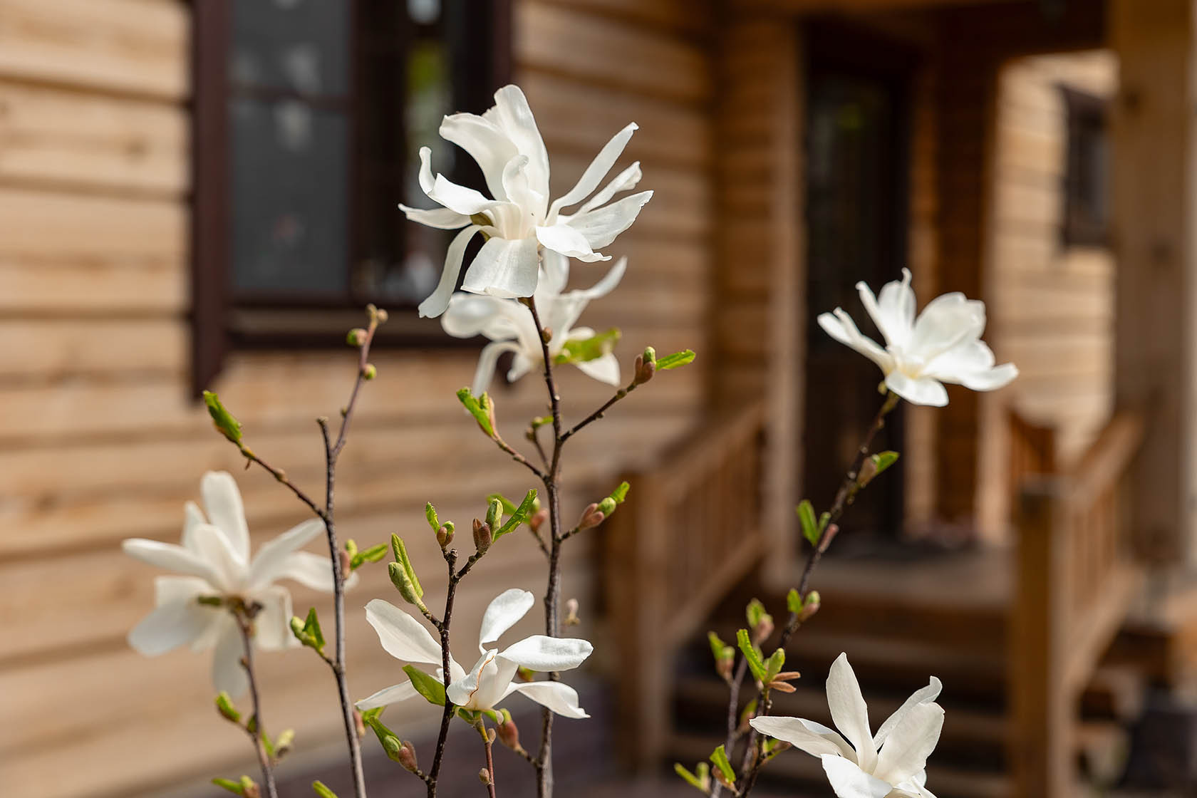 Лесной пейзаж