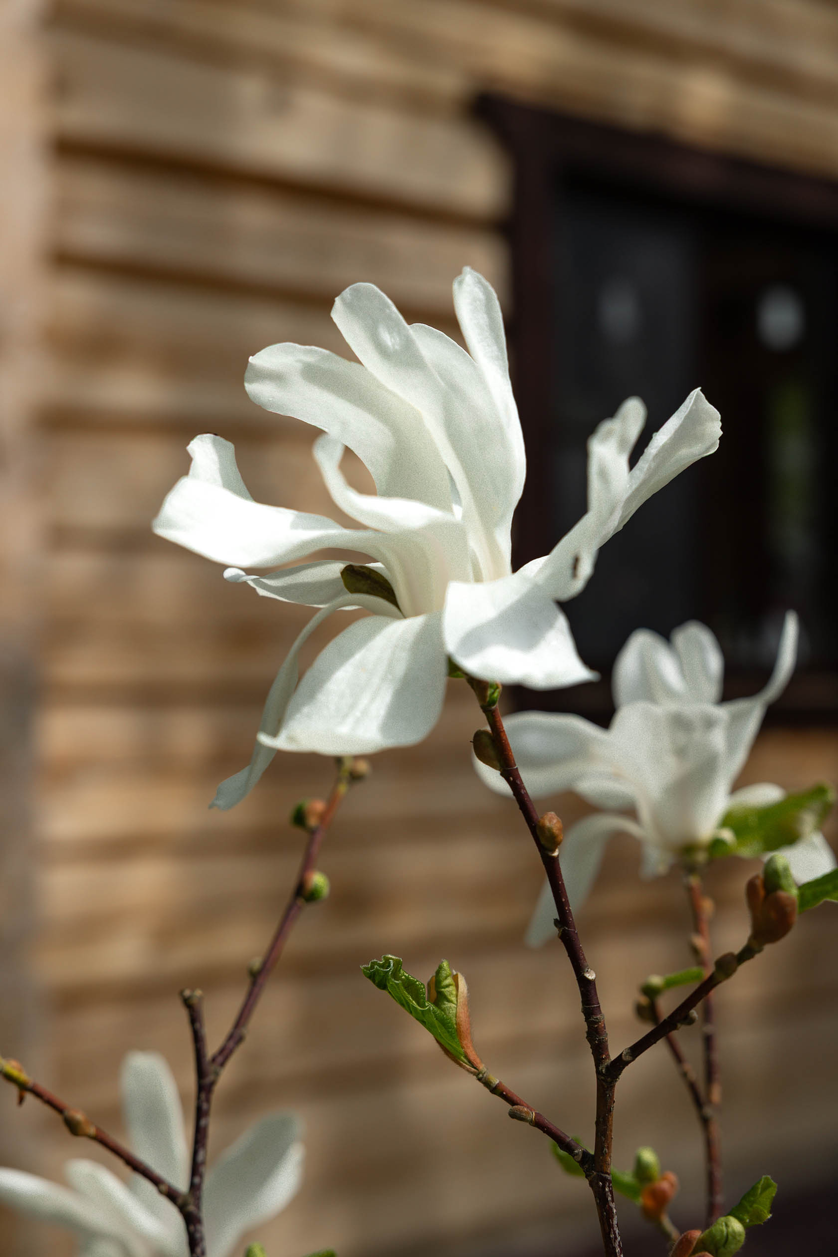 Лесной пейзаж