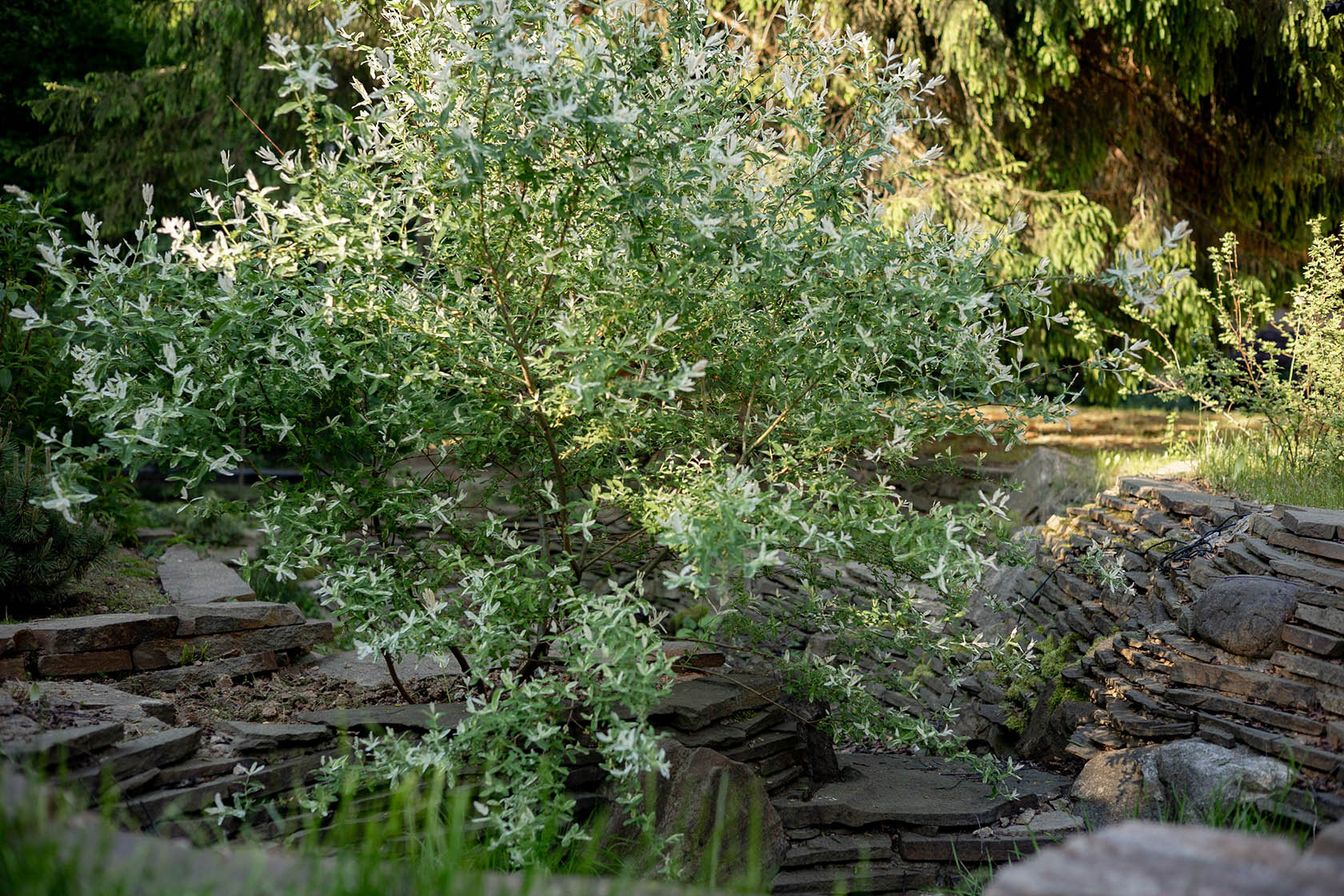 Лесной пейзаж