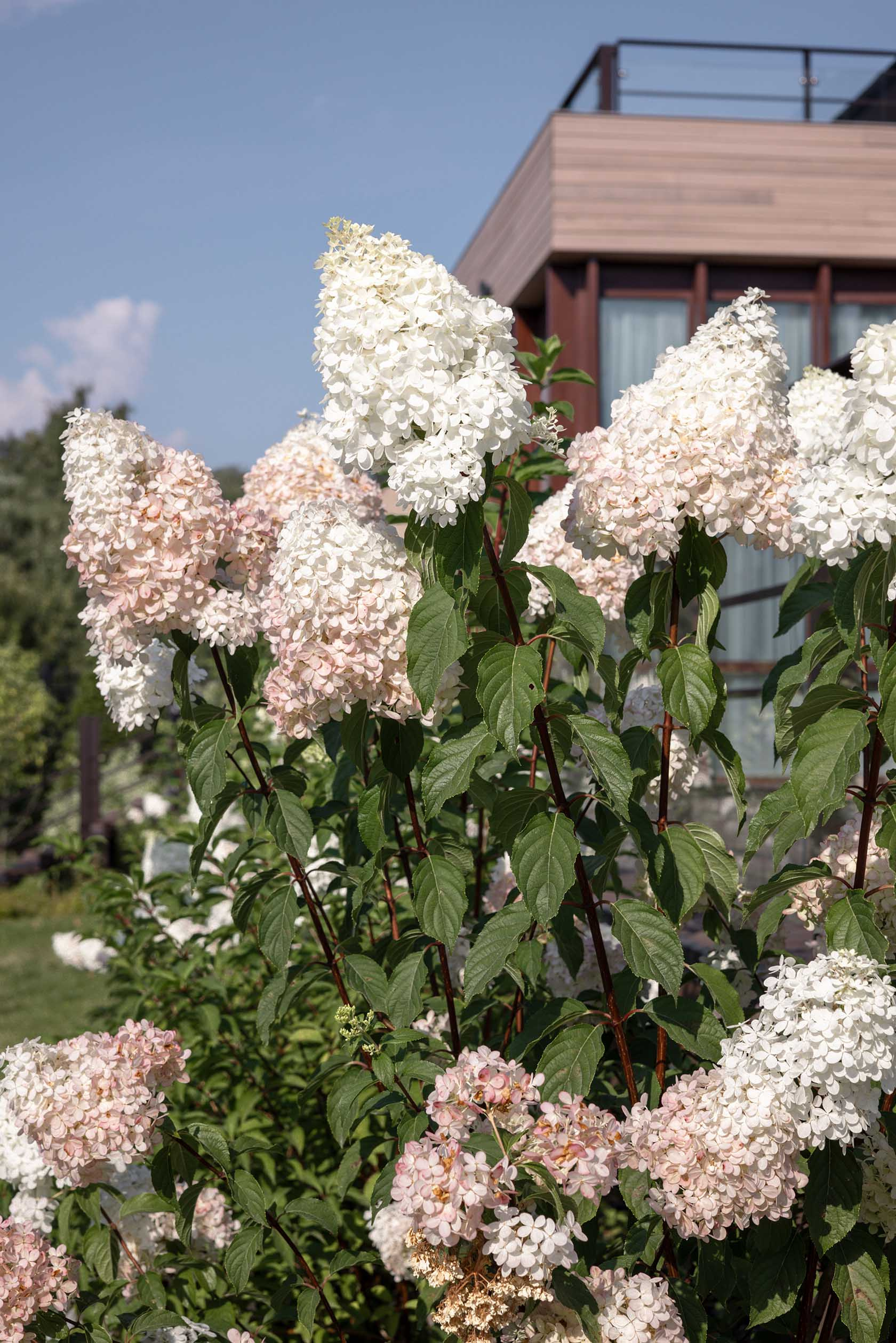 Сад Геометрия