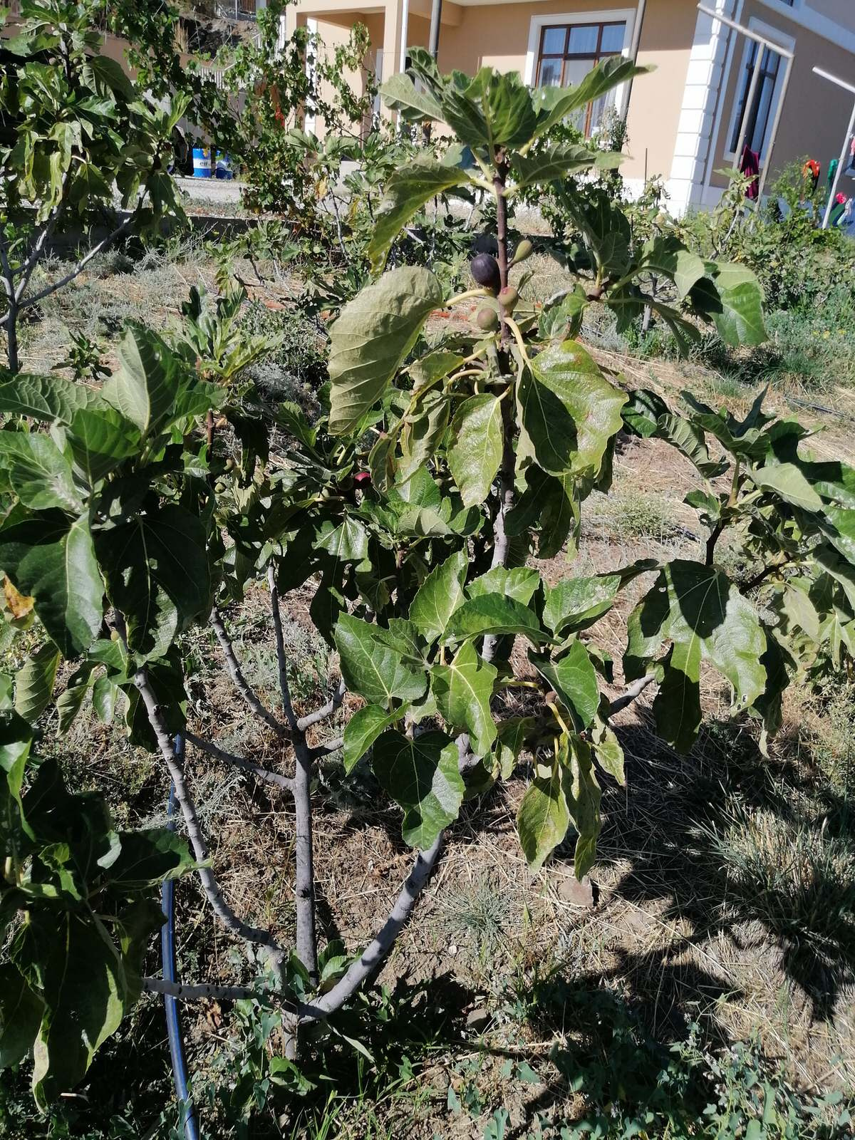 Обложка проекта: Смоковница