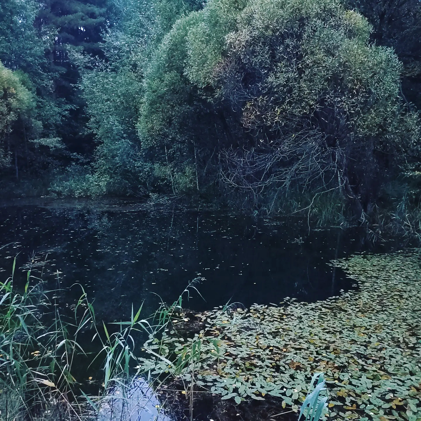 Unnamed Photo