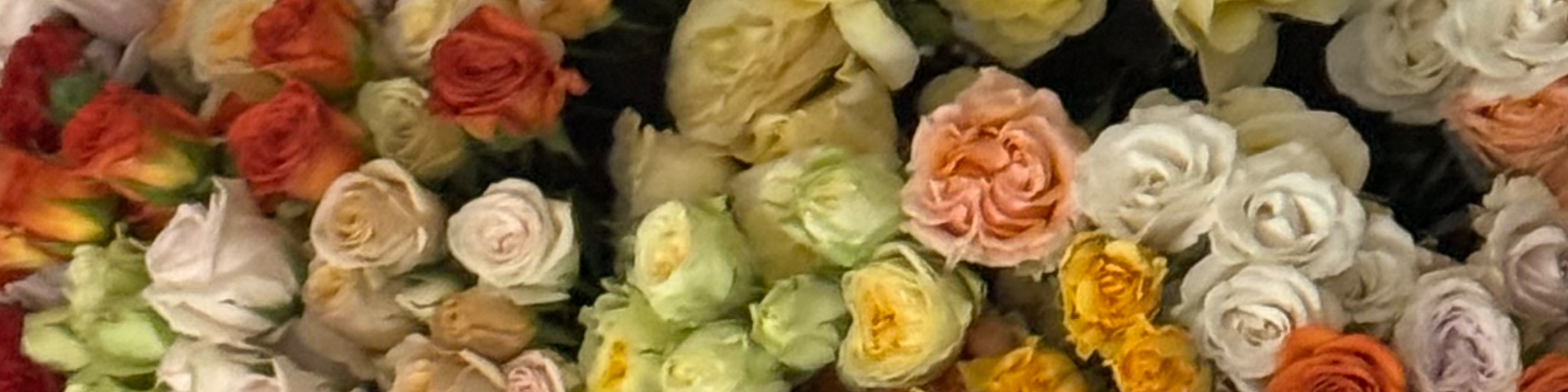 Анастасия Шабрина