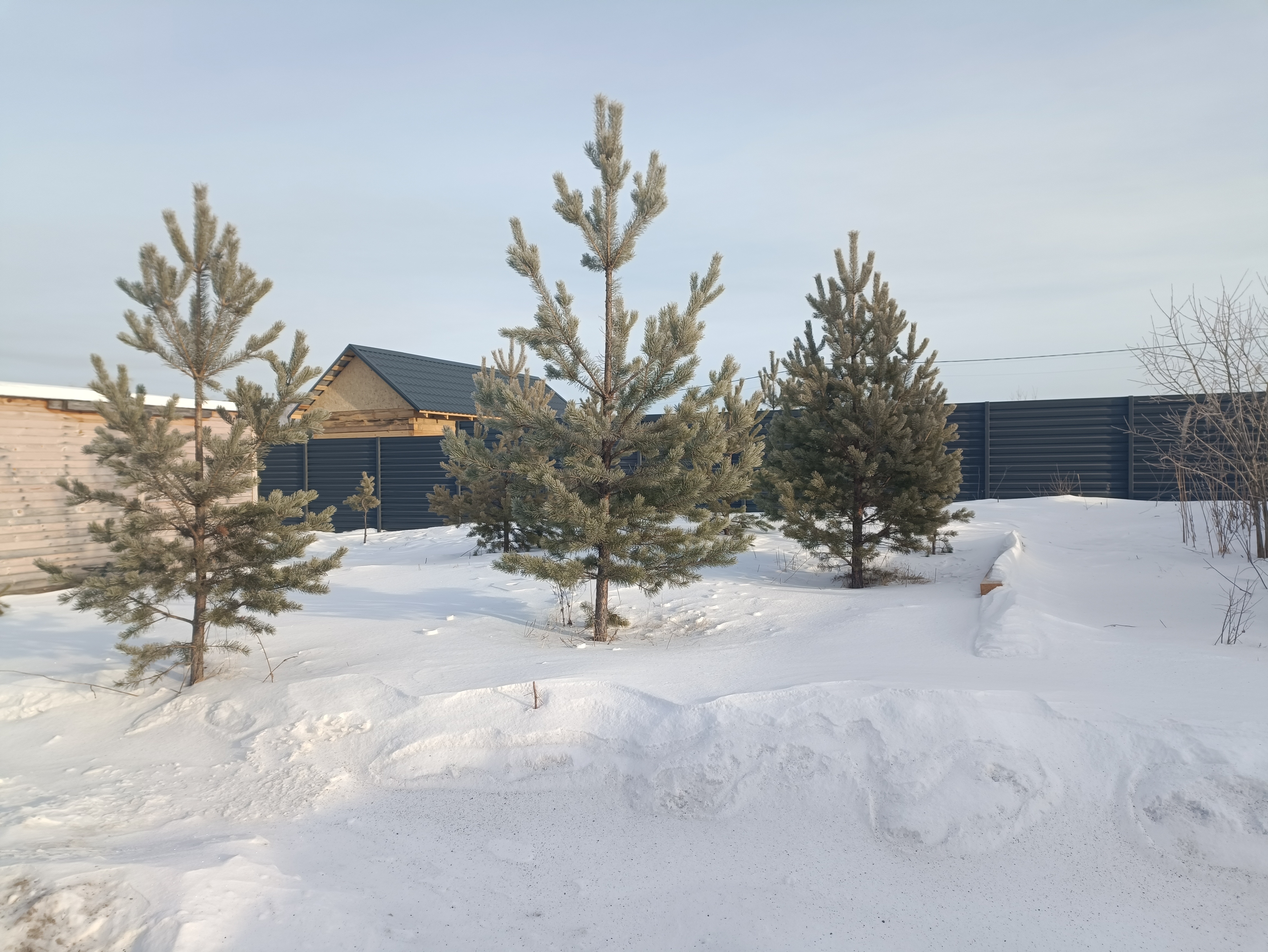 Проект Лесная быль - 2024