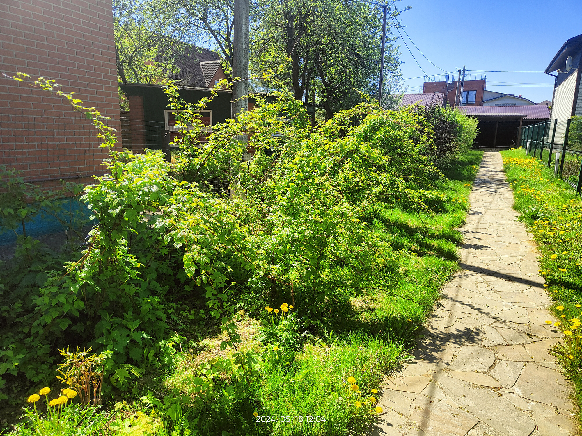 ПОД СЕНЬЮ КЛЁНОВ