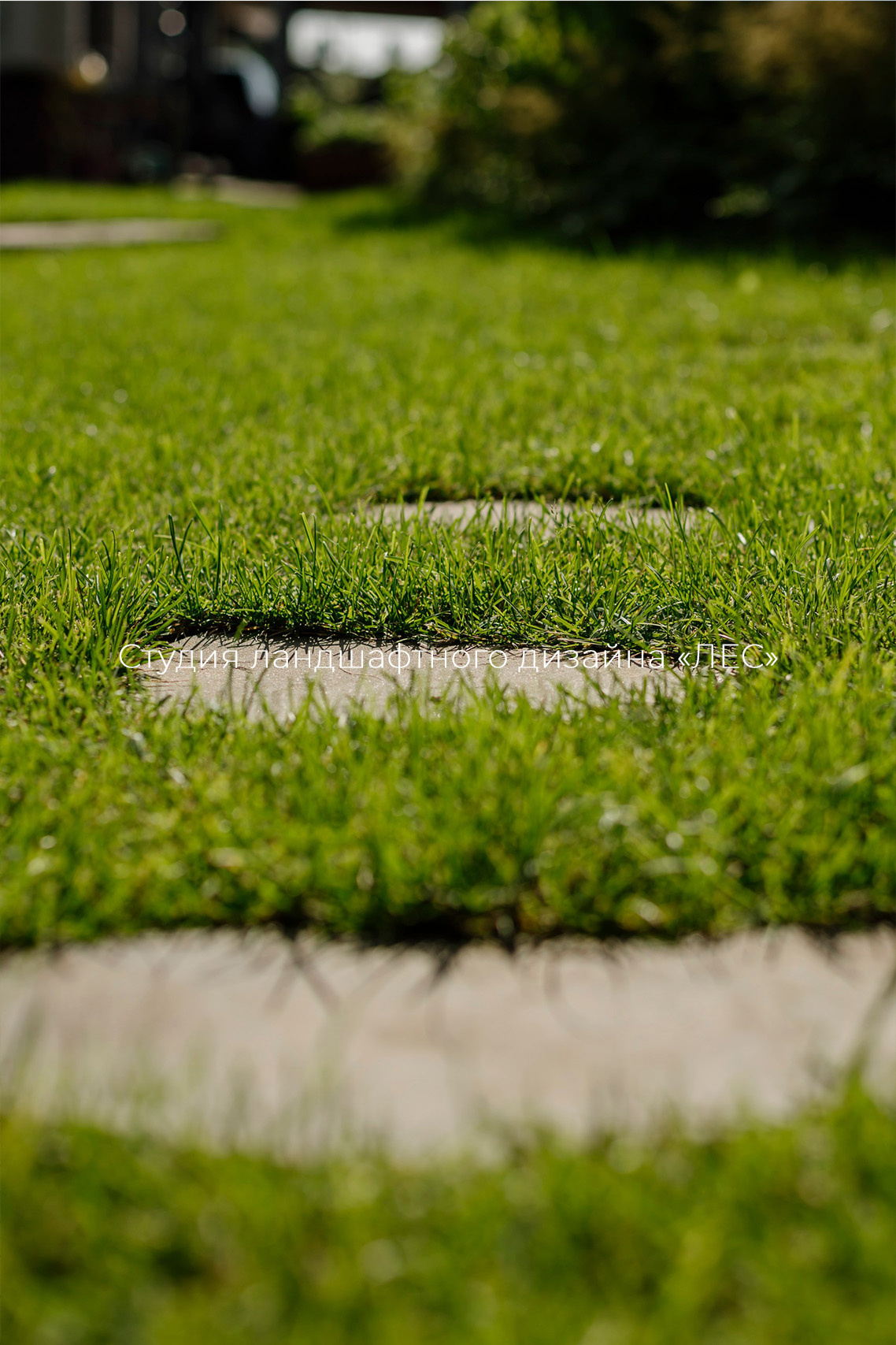 "Дом у зелёного горизонта"