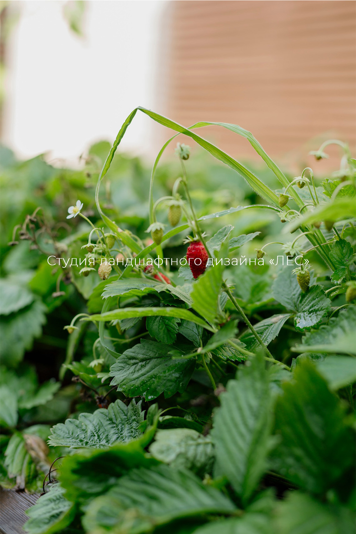 "Дом у зелёного горизонта"