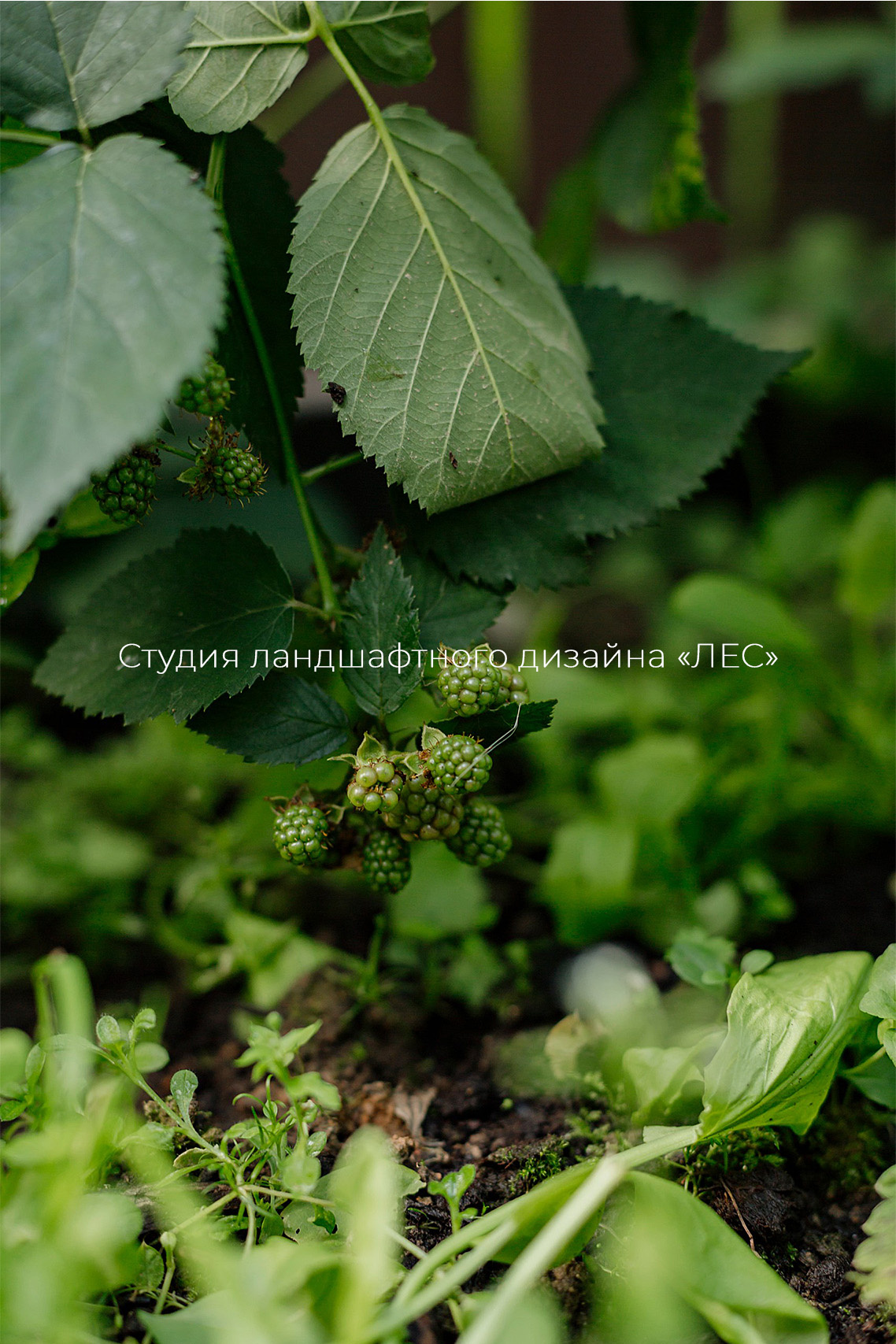 "Дом у зелёного горизонта"