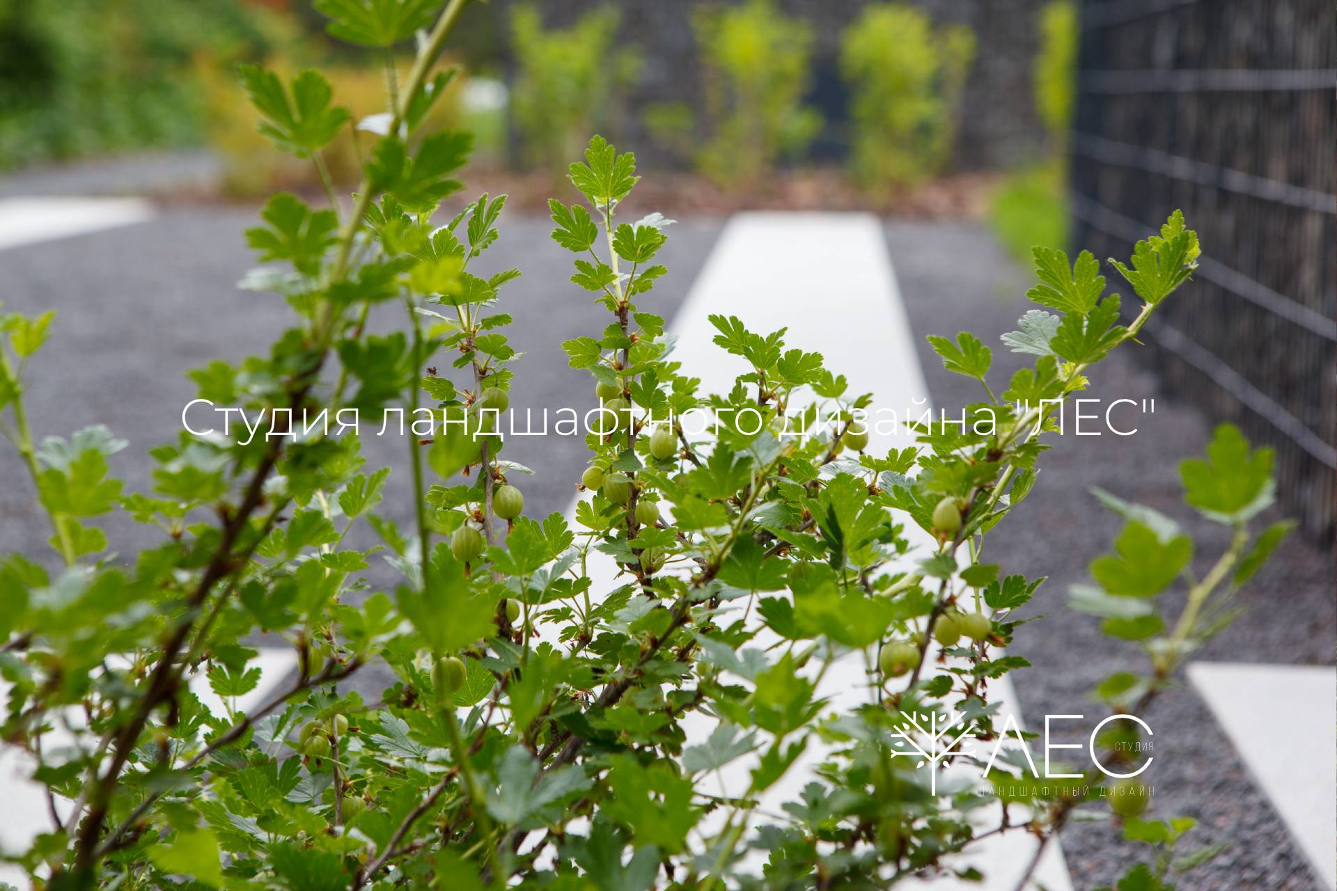 "Геометрия зелёного сада"