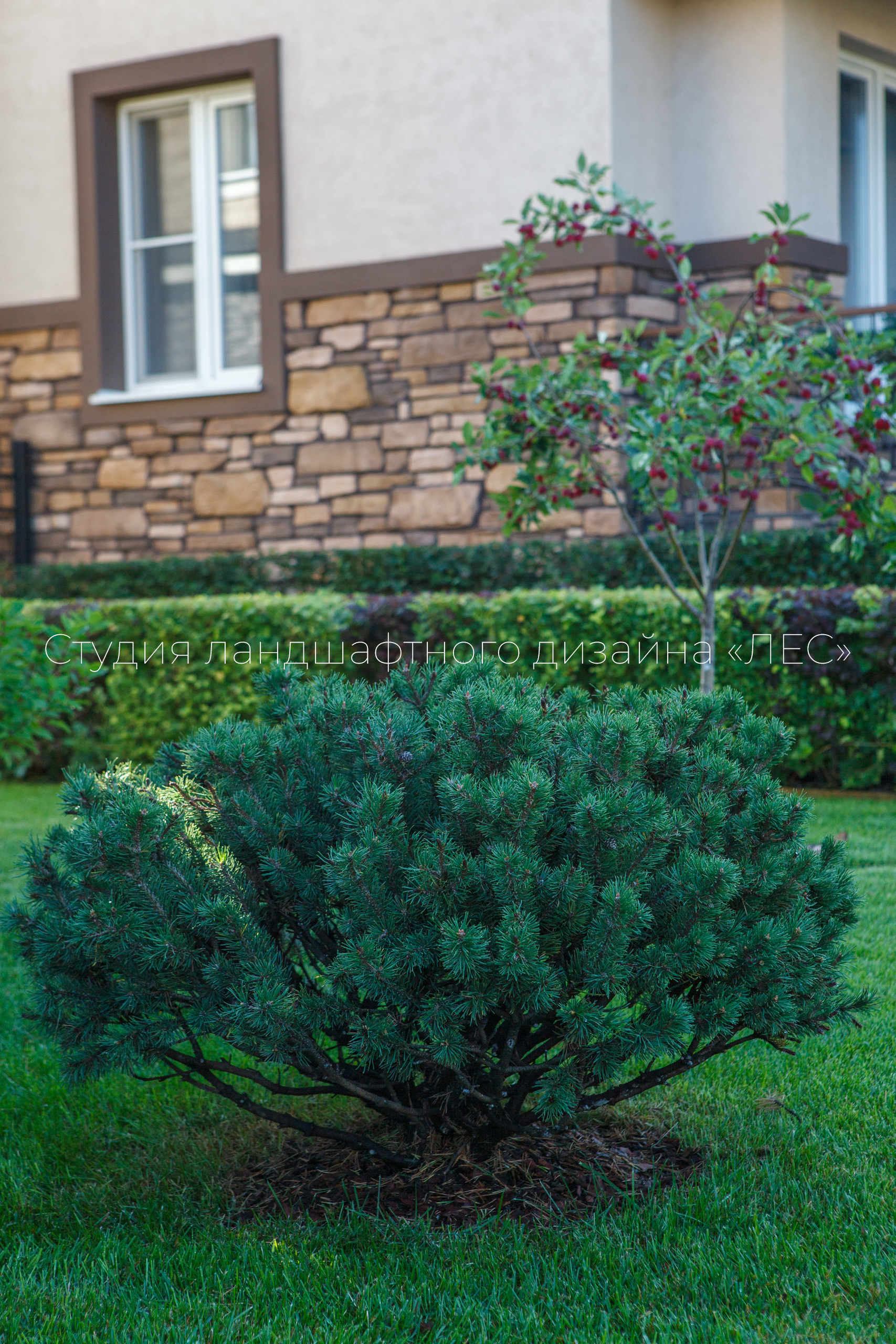 “Аллея света”