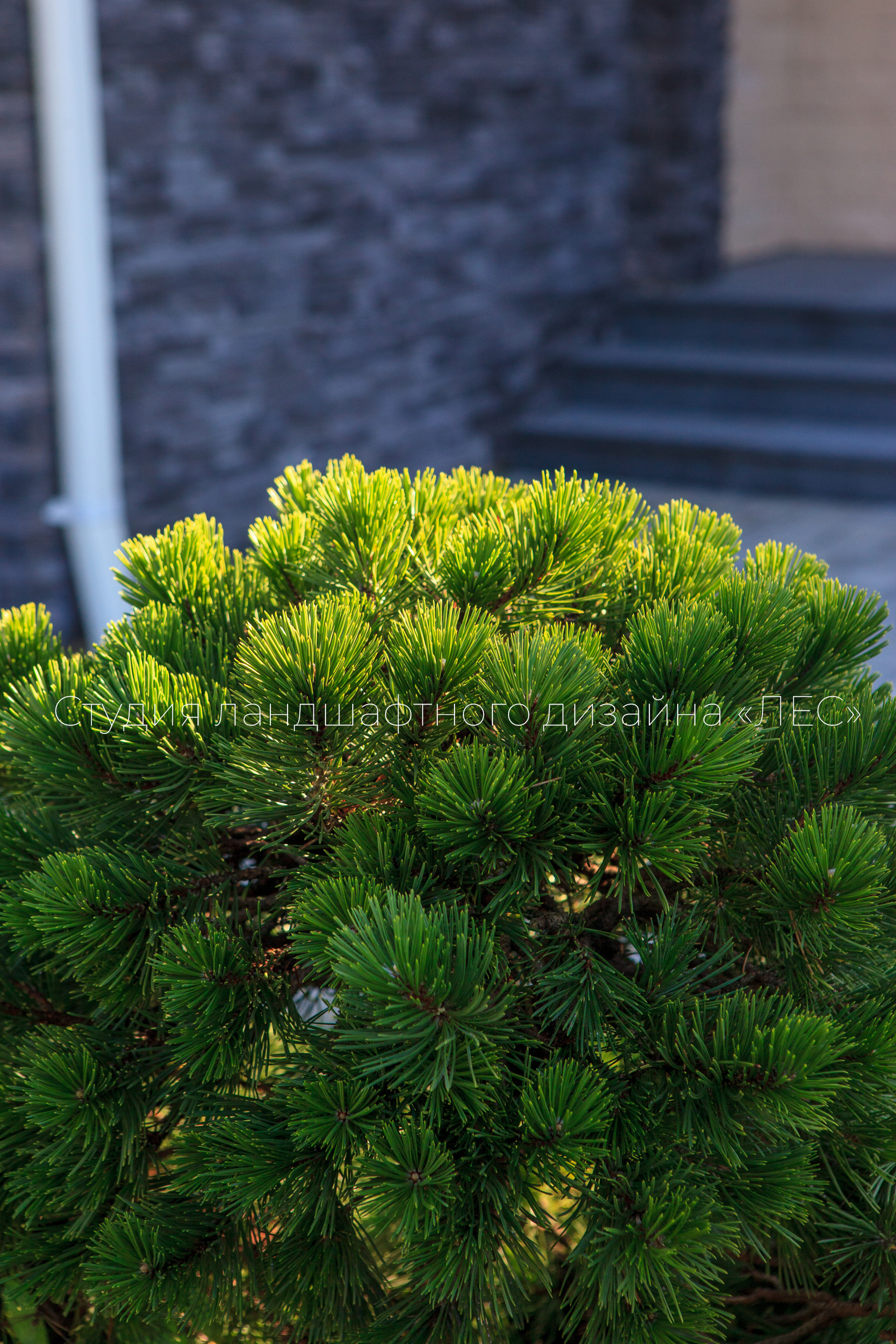 “Аллея света”