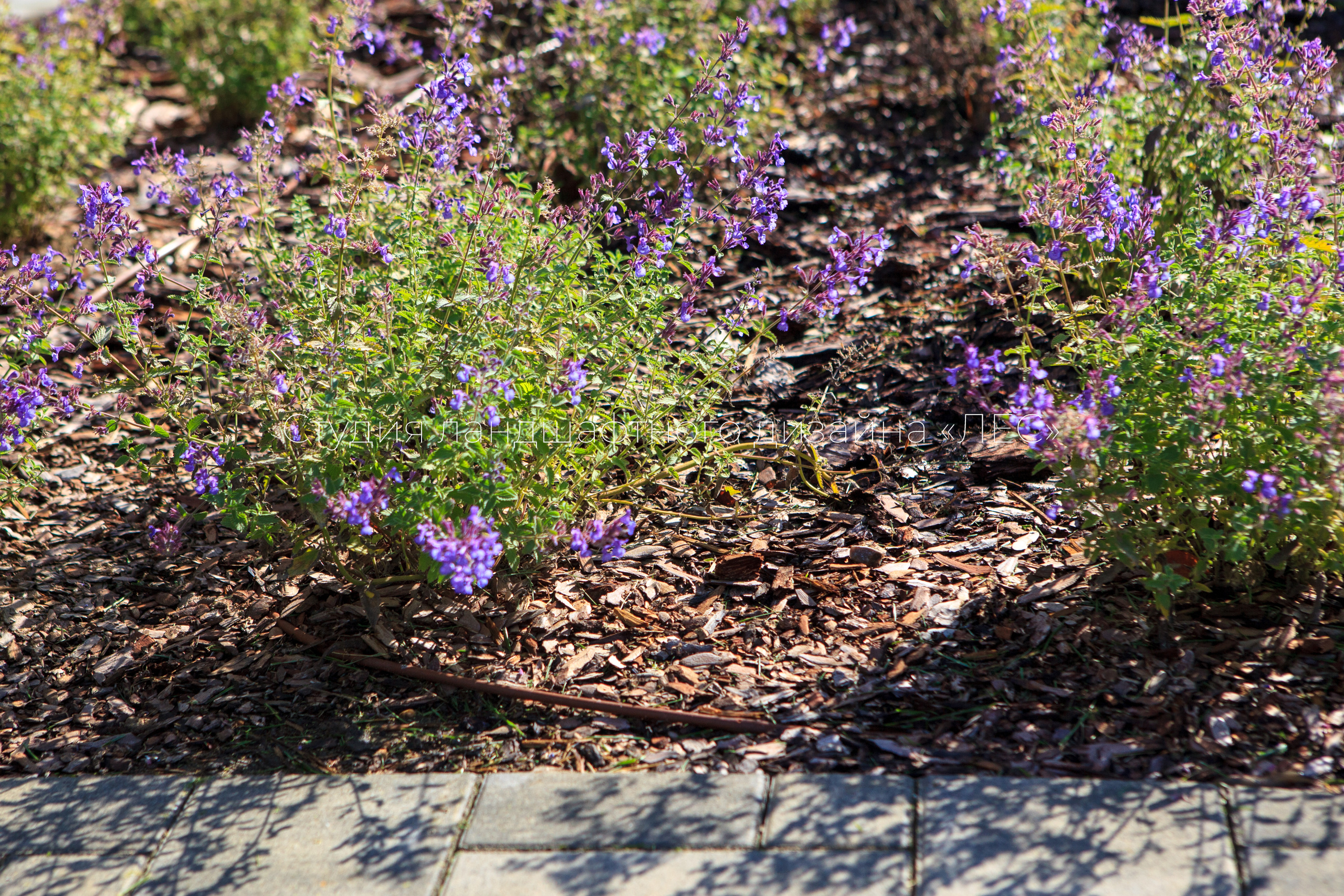 “Аллея света”