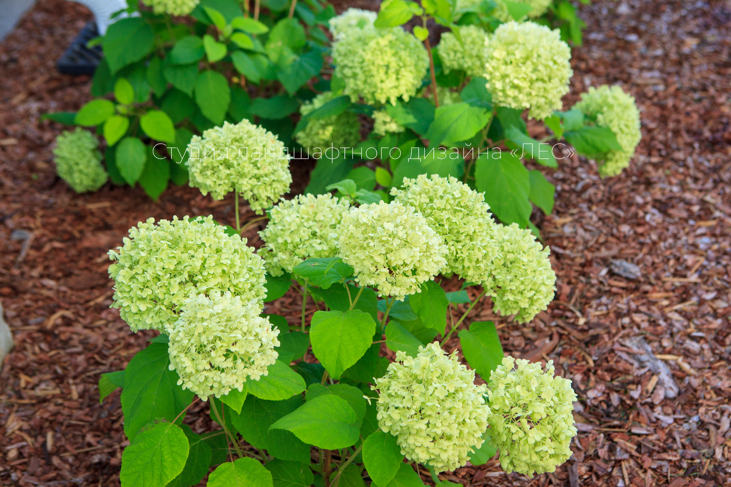 “Аллея света”