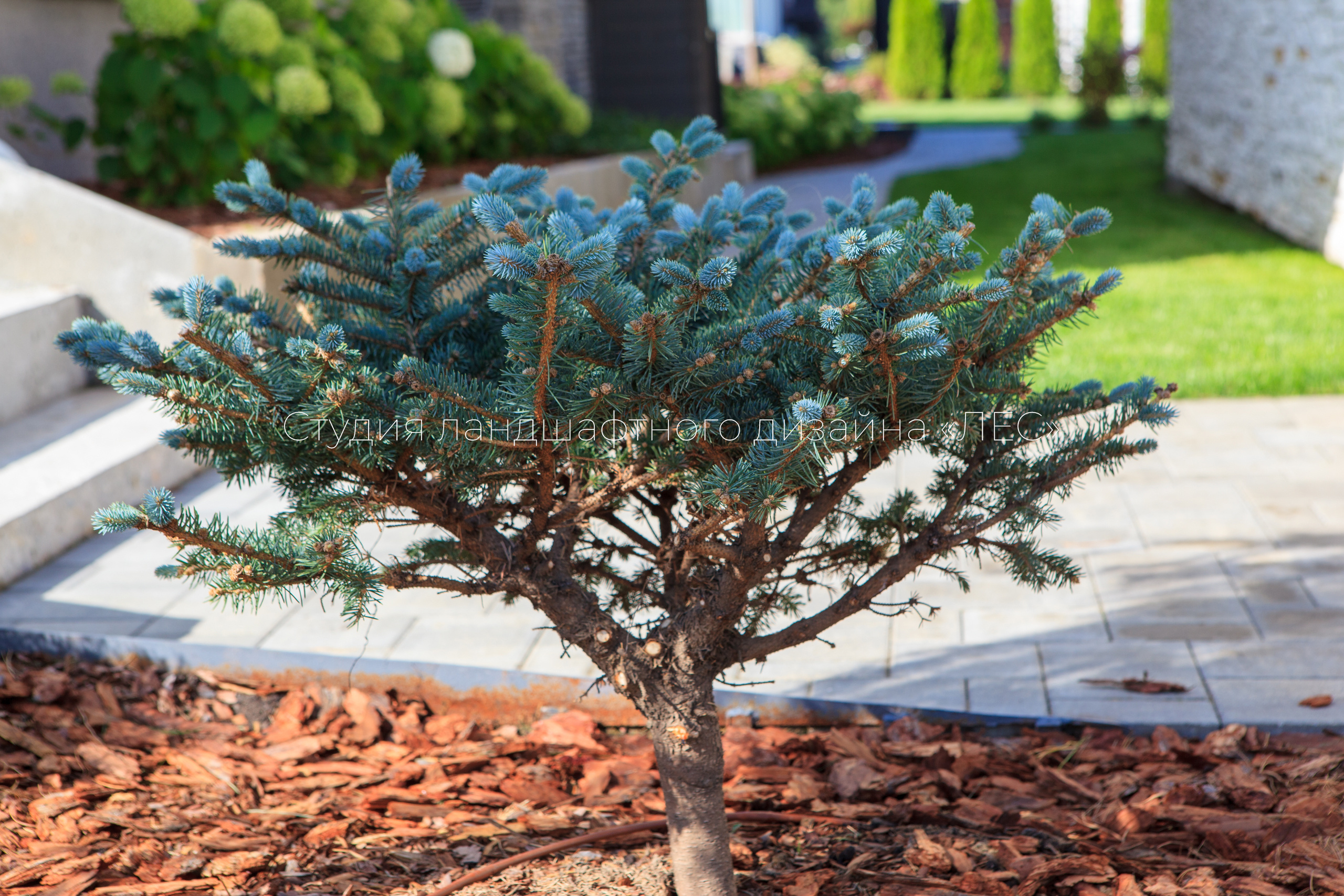 “Аллея света”