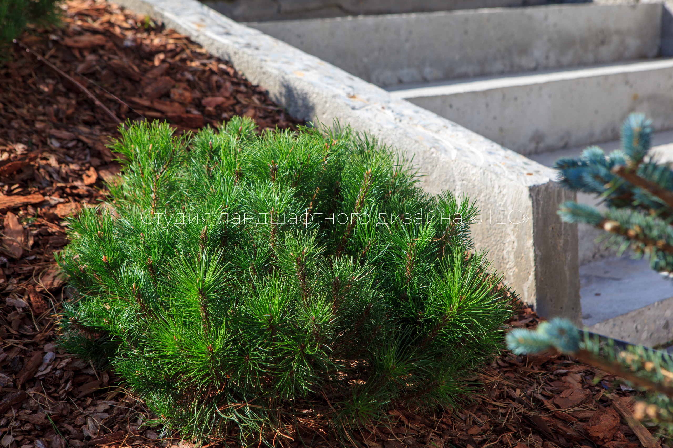 “Аллея света”