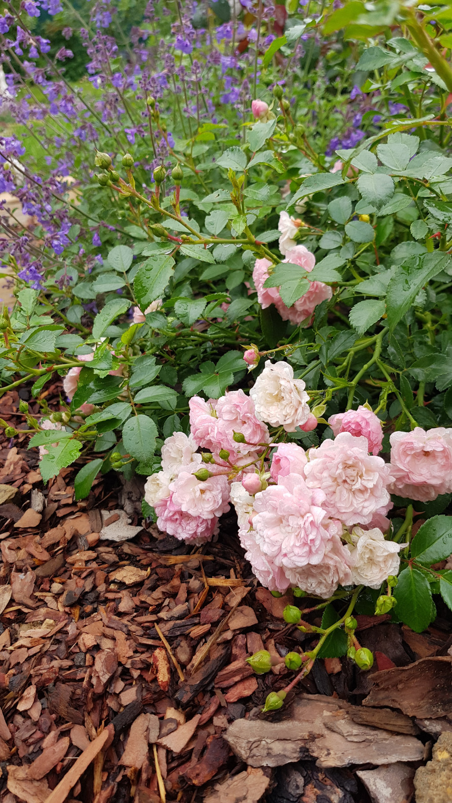 Unnamed Photo