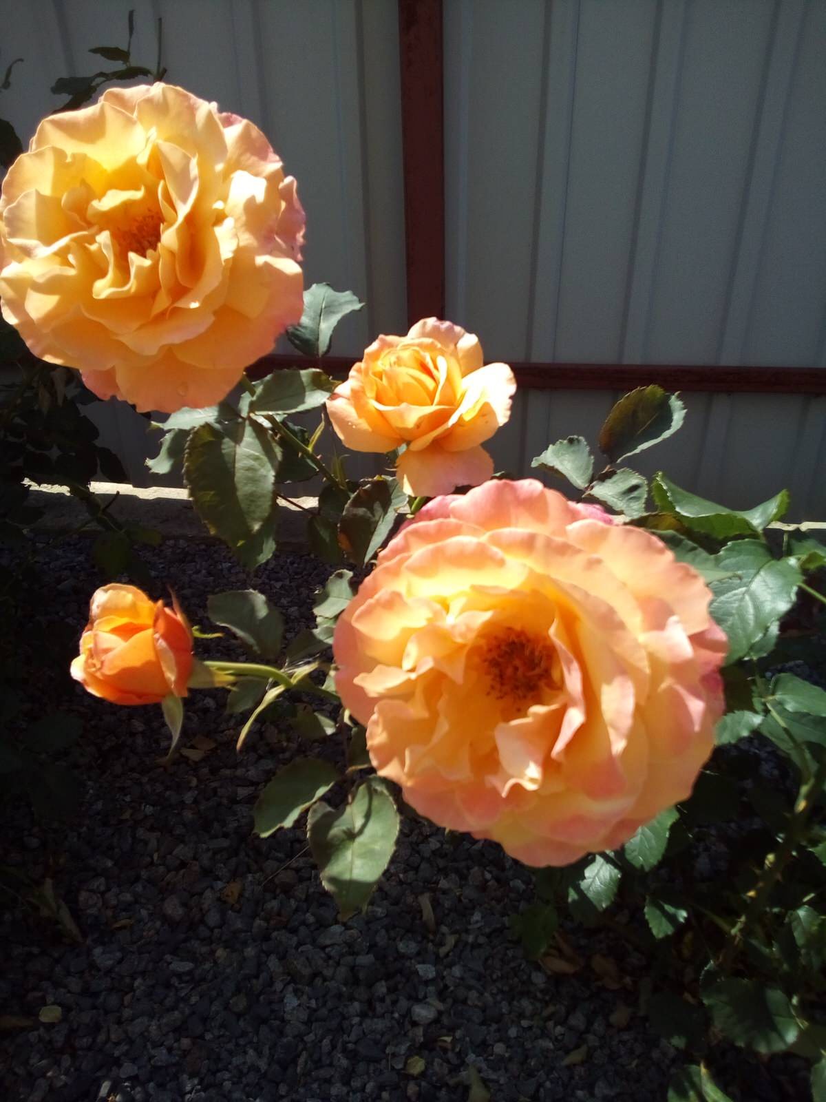 Unnamed Photo