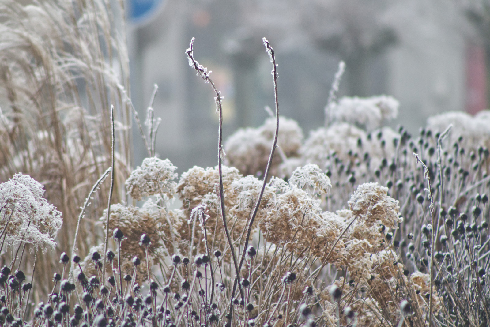 Обложка статьи: BigData: модный сад-2022 глазами заказчиков