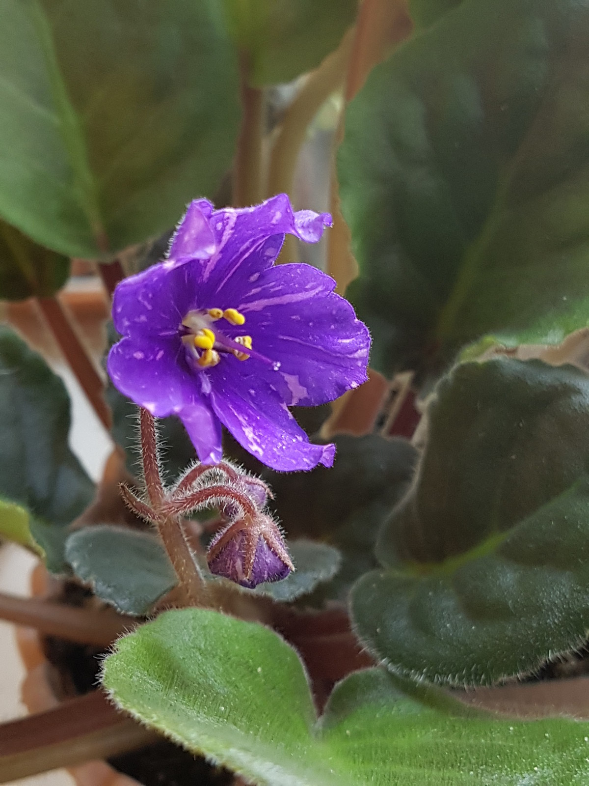 Растение месяца: Сенполия на подоконнике