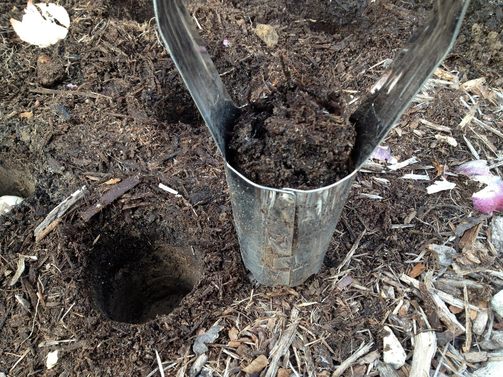 Как правильно: Высаживать саженцы роз