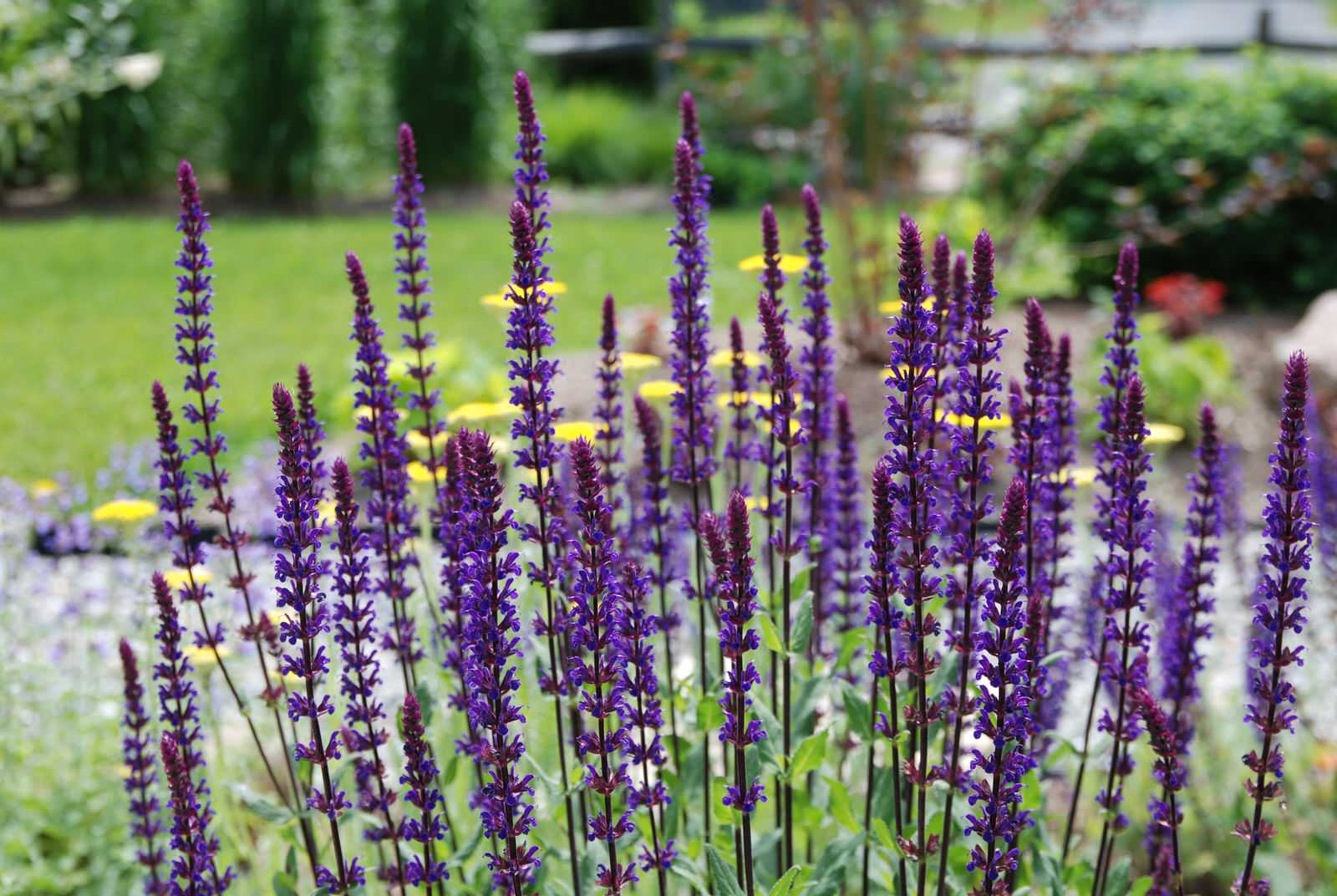 Уроки Chelsea Flower Show: Какими модными цветами украсить сад