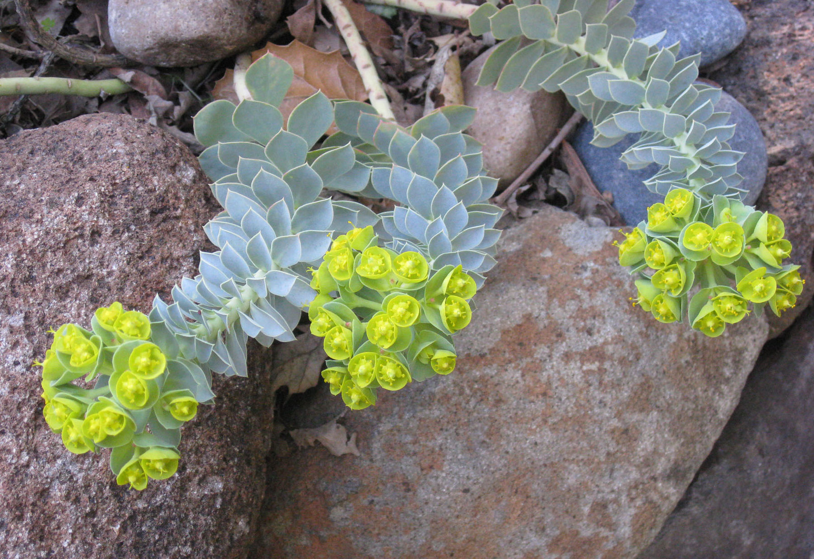 Обложка статьи: «Ленивый сад» на подоконнике: Что в нем выращивать и как