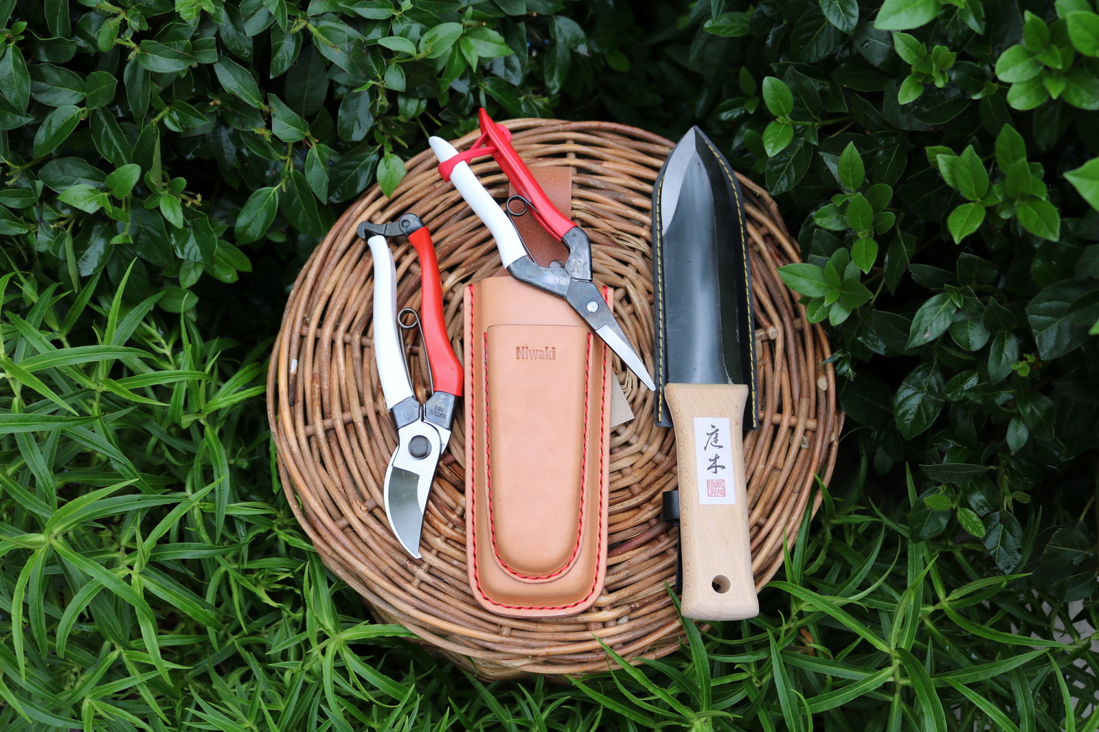 Как правильно: Обрезать садовые розы