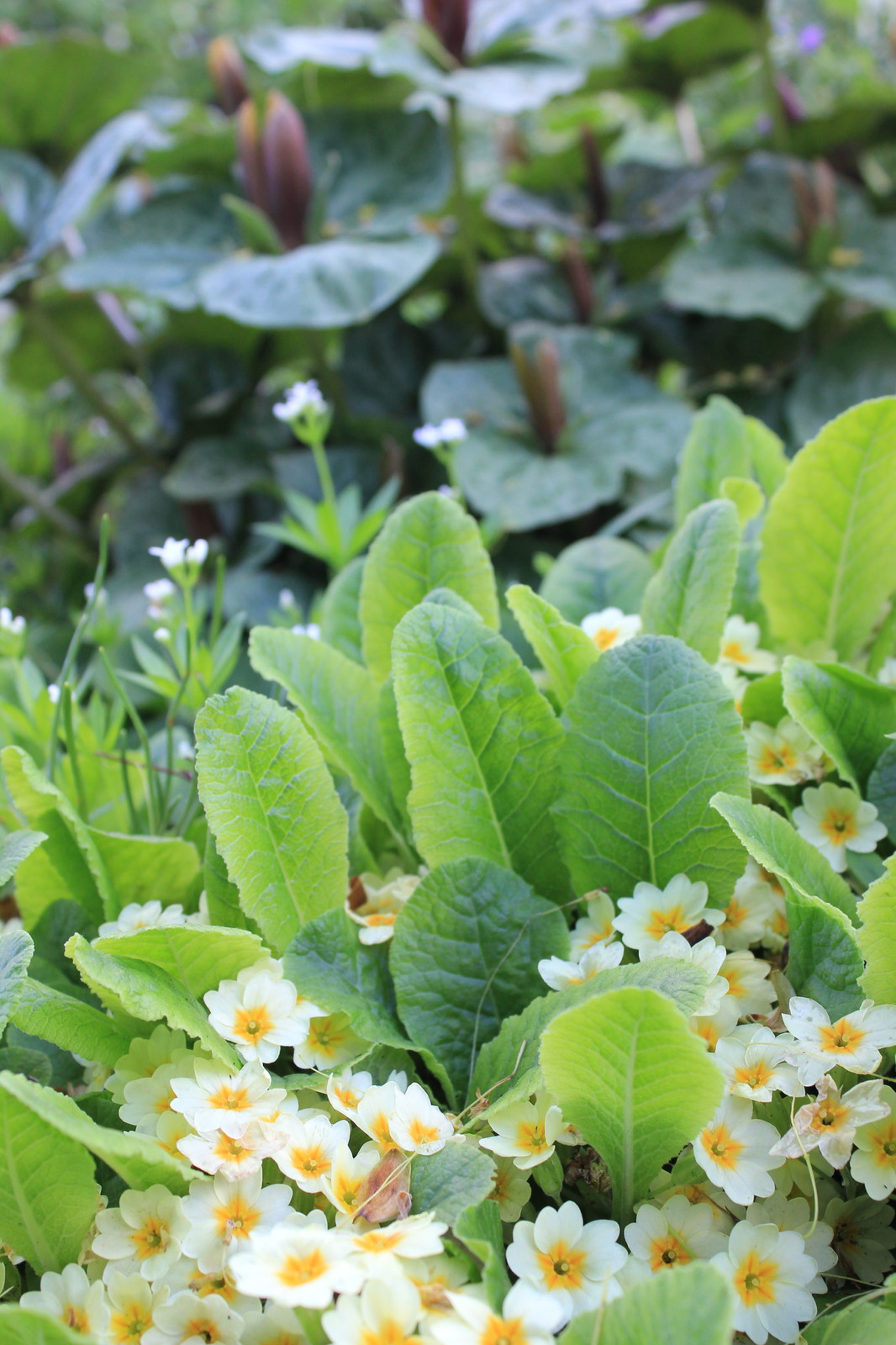 Растение месяца: Примула