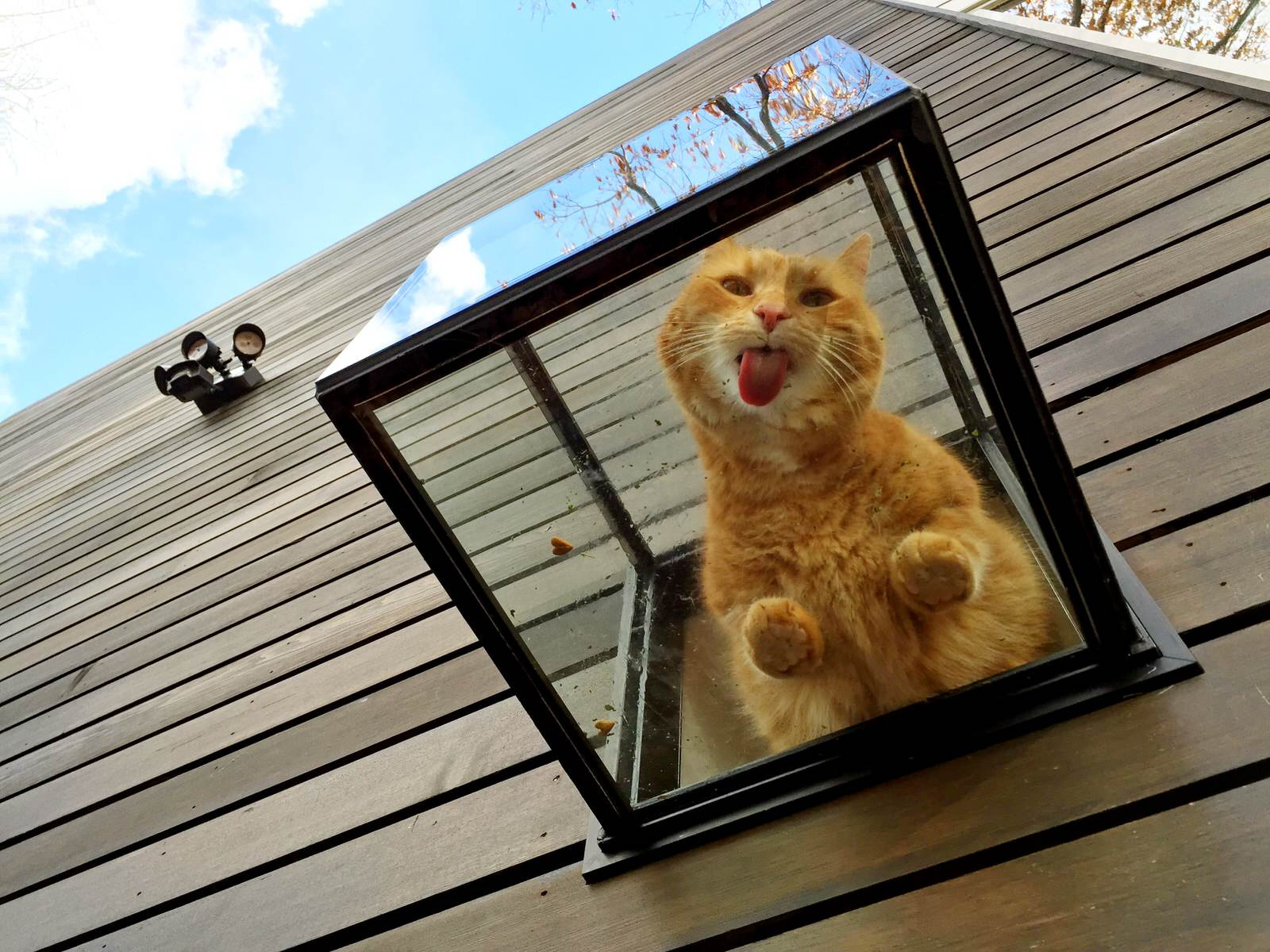 Houzz call: Покажите нам ваших животных в самоизоляции