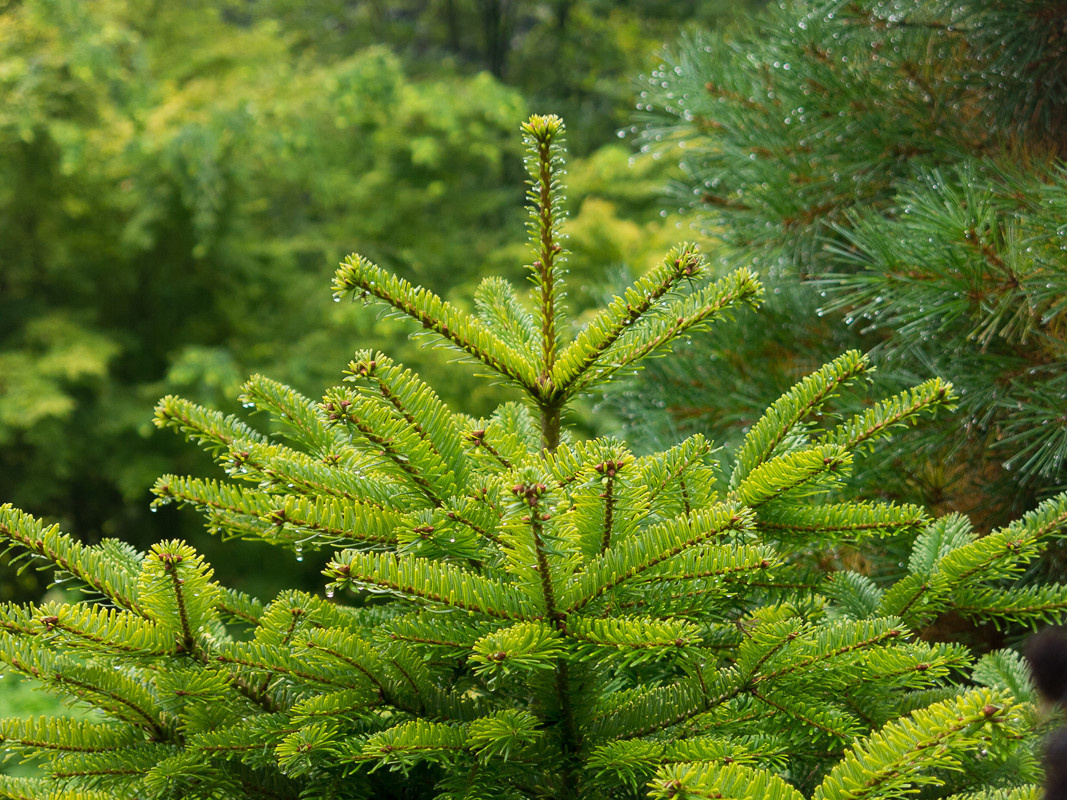 Елка будущего года: Какую выбрать и где посадить