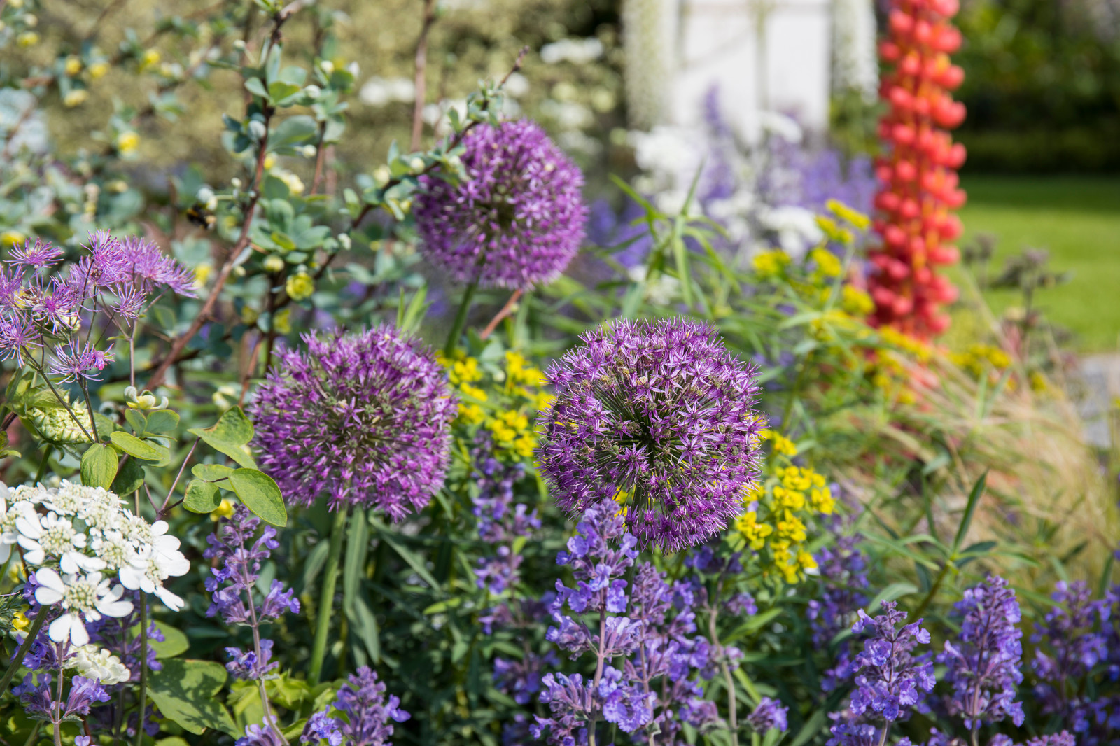 Уроки Chelsea Flower Show: Модные растения 2018 года