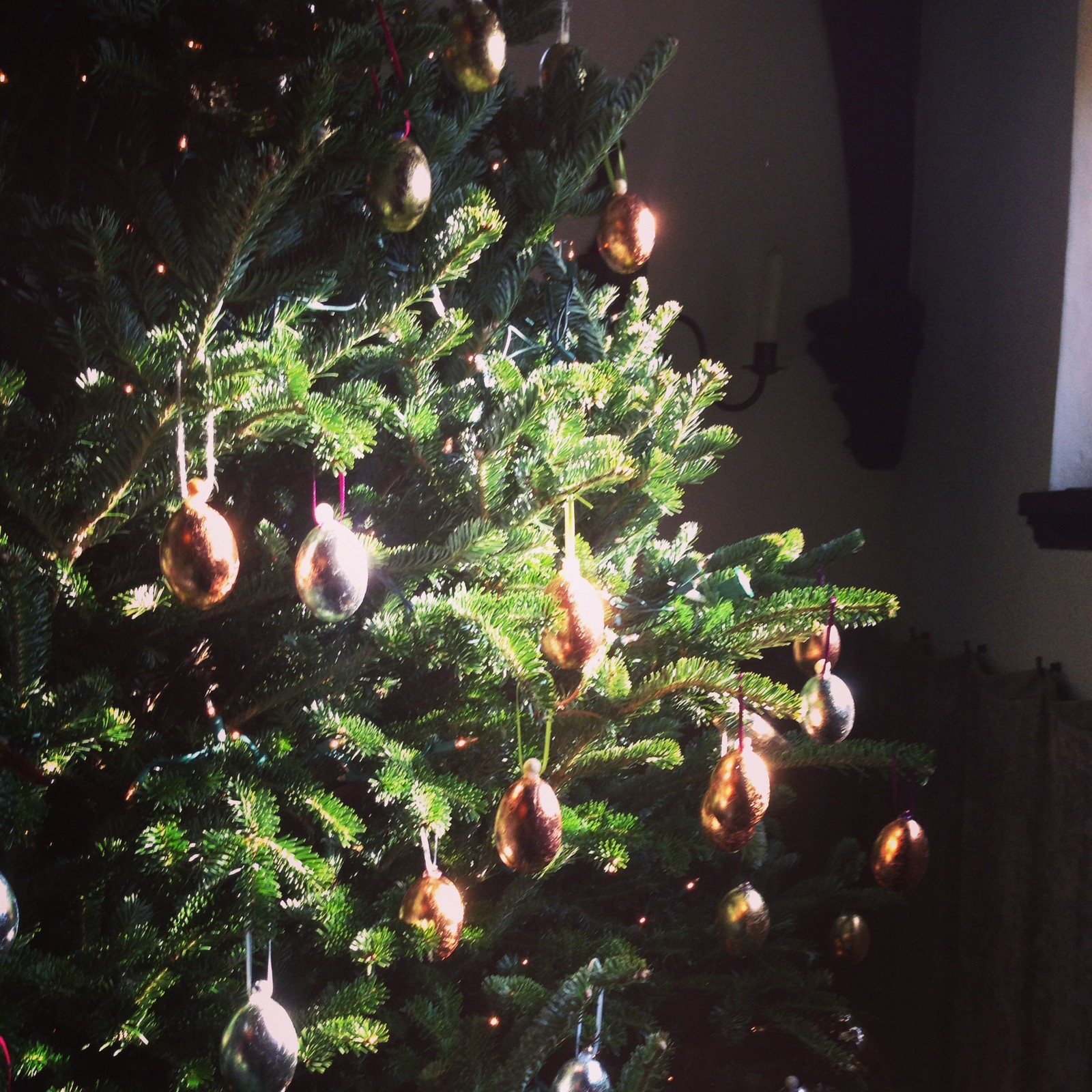 Новогодняя ель в горшке: Можно ли сохранить ее до весны