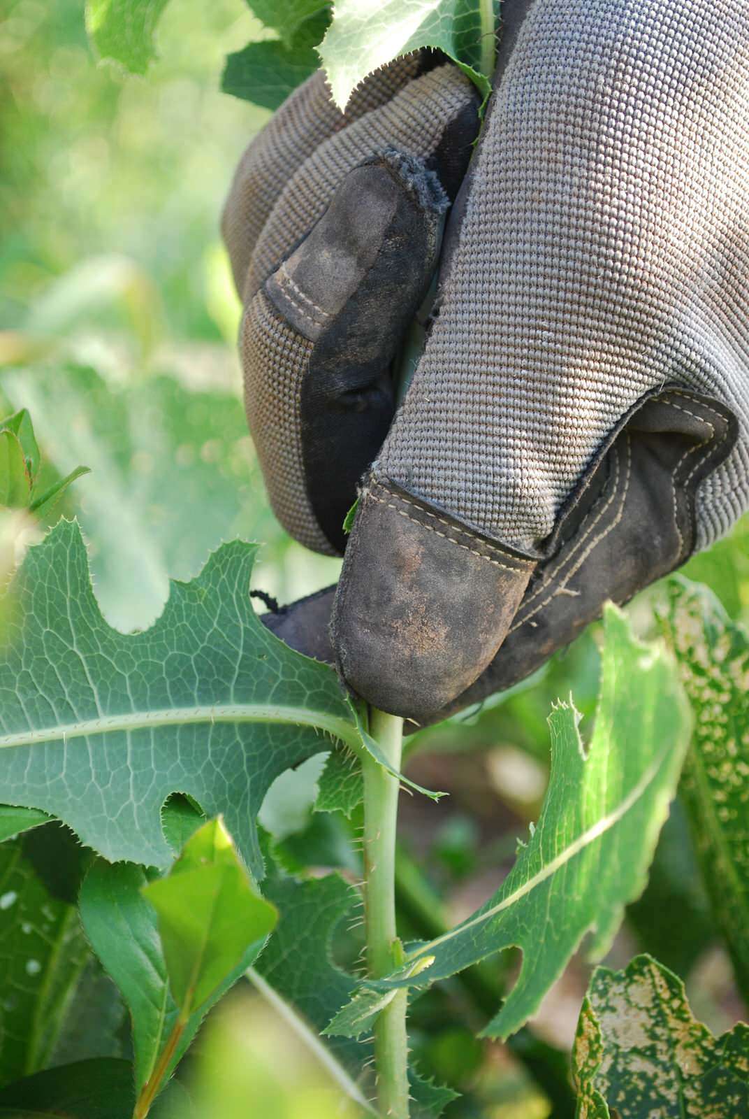 Хороший вопрос: Как избавиться от сорняков на даче навсегда