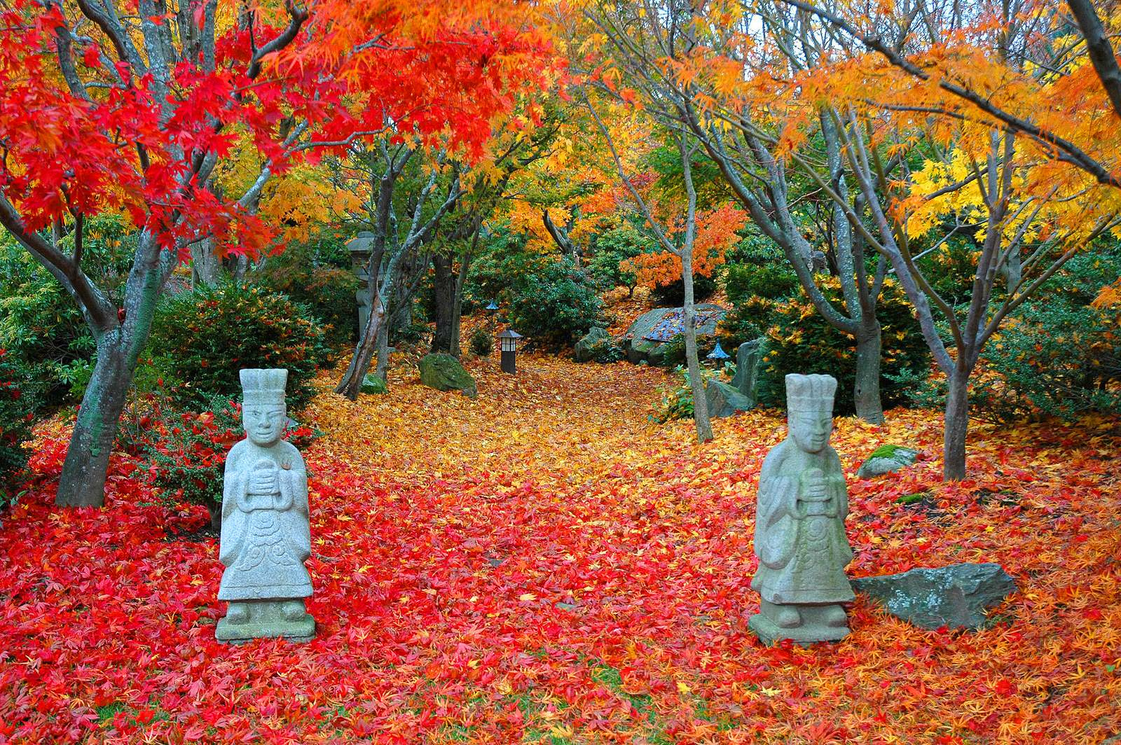 Цвета осеннего сада: Что делать с растениями в сентябре
